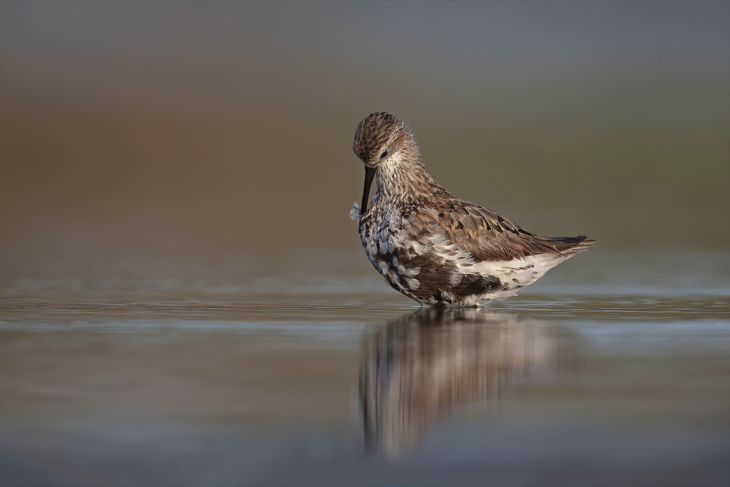 Piovanello Pancianera