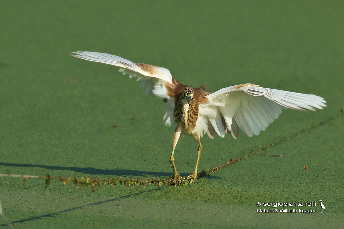 The Funambolo Sgarza