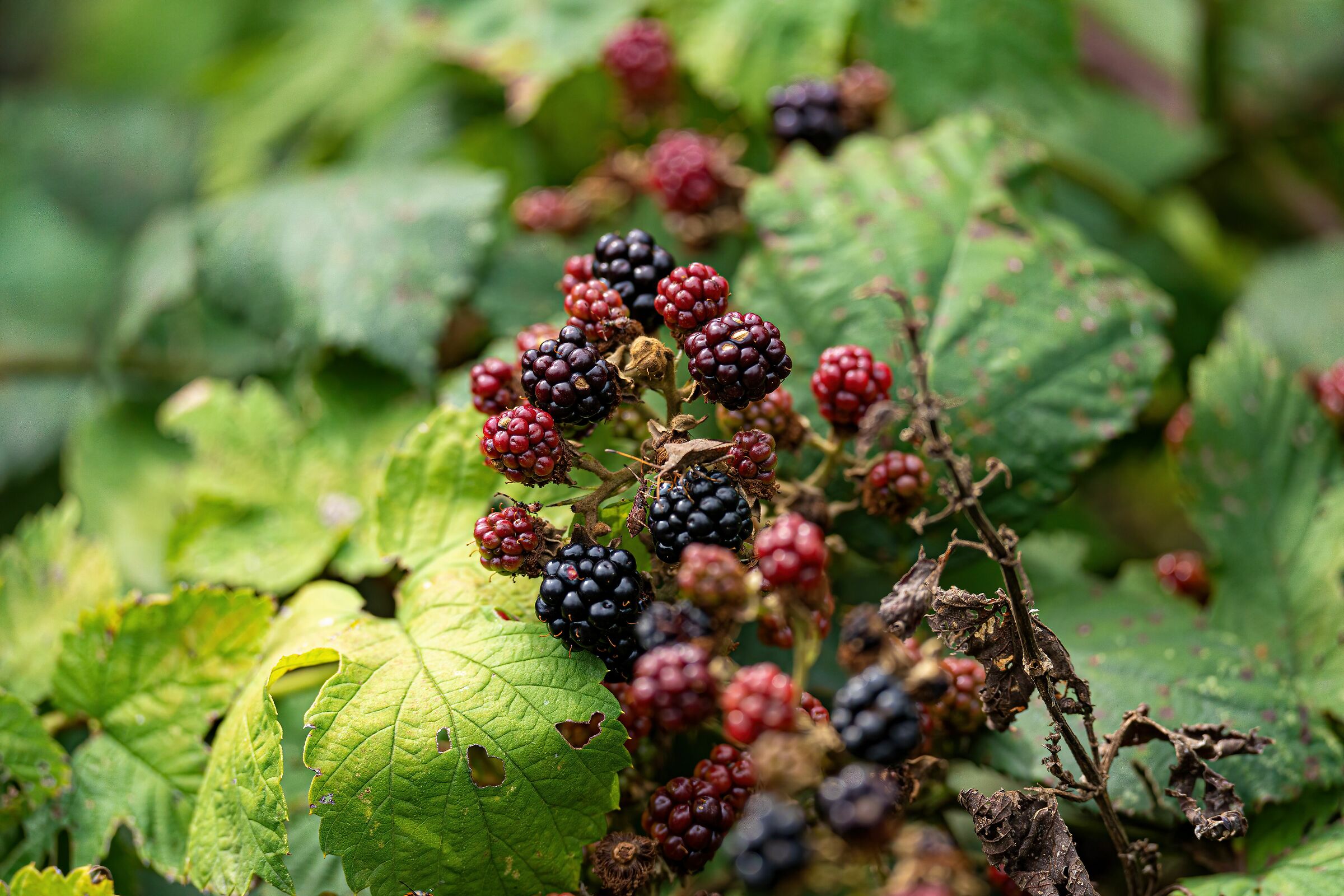 blackberries