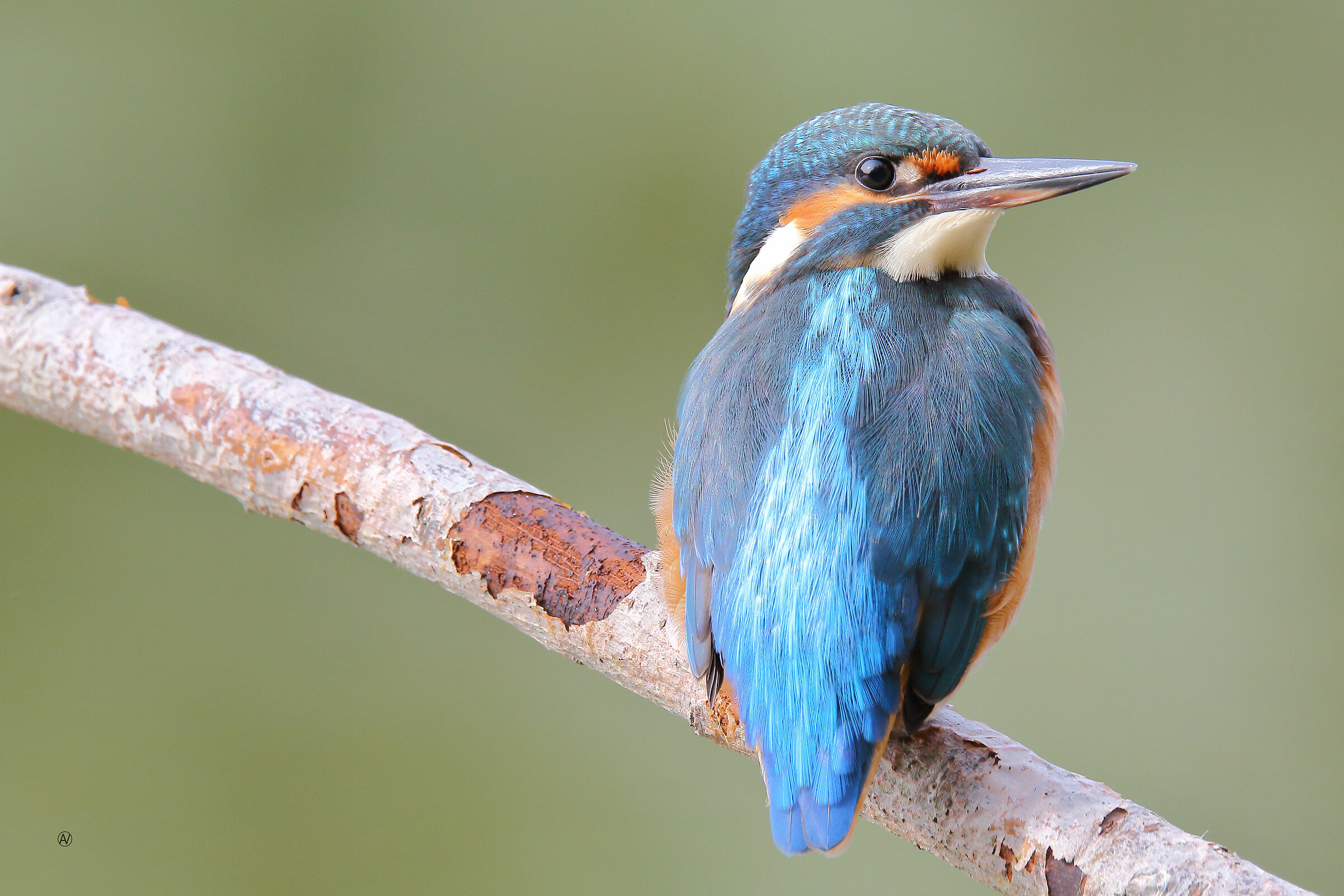 alcedo
