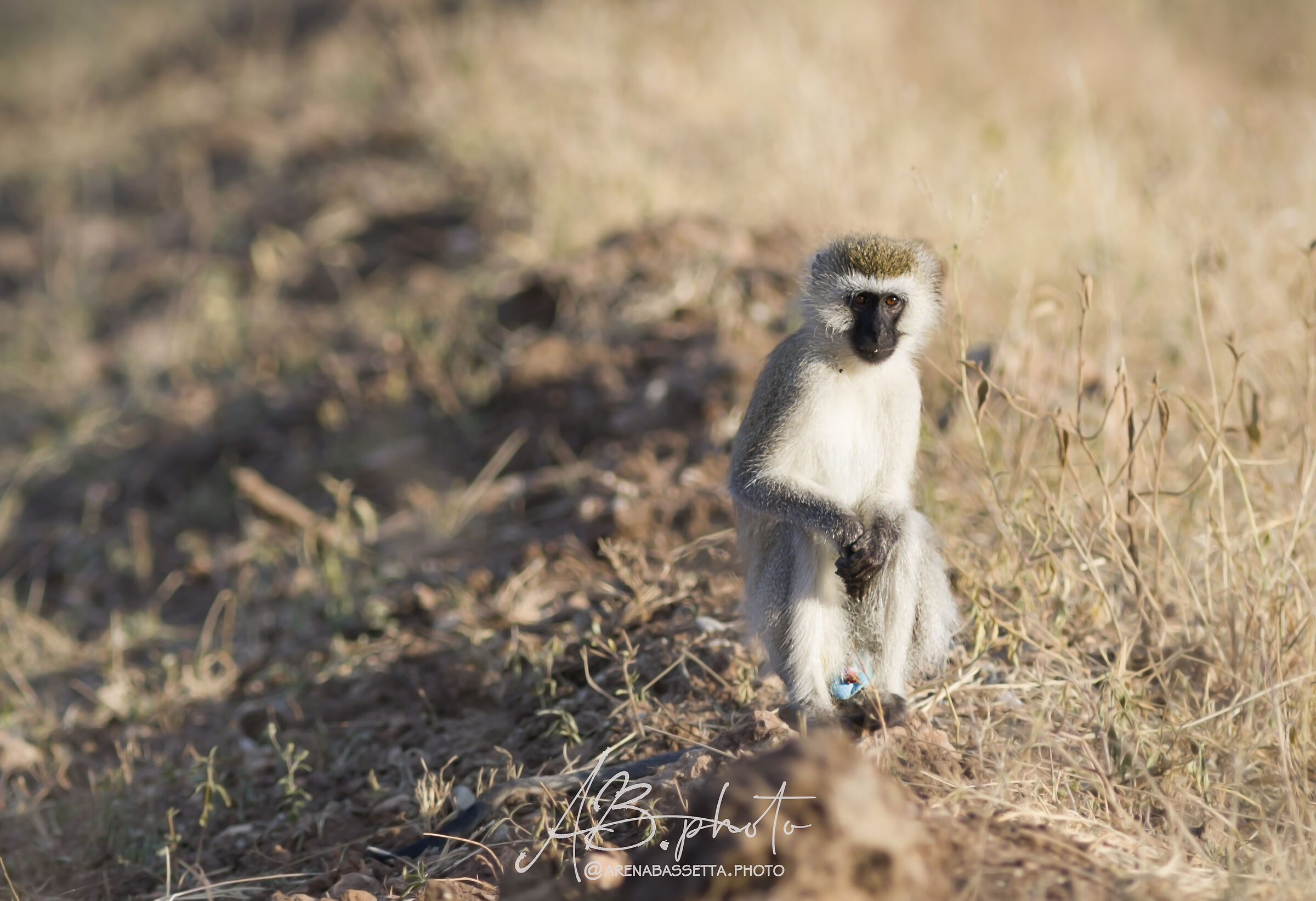 Green grey trypiteco