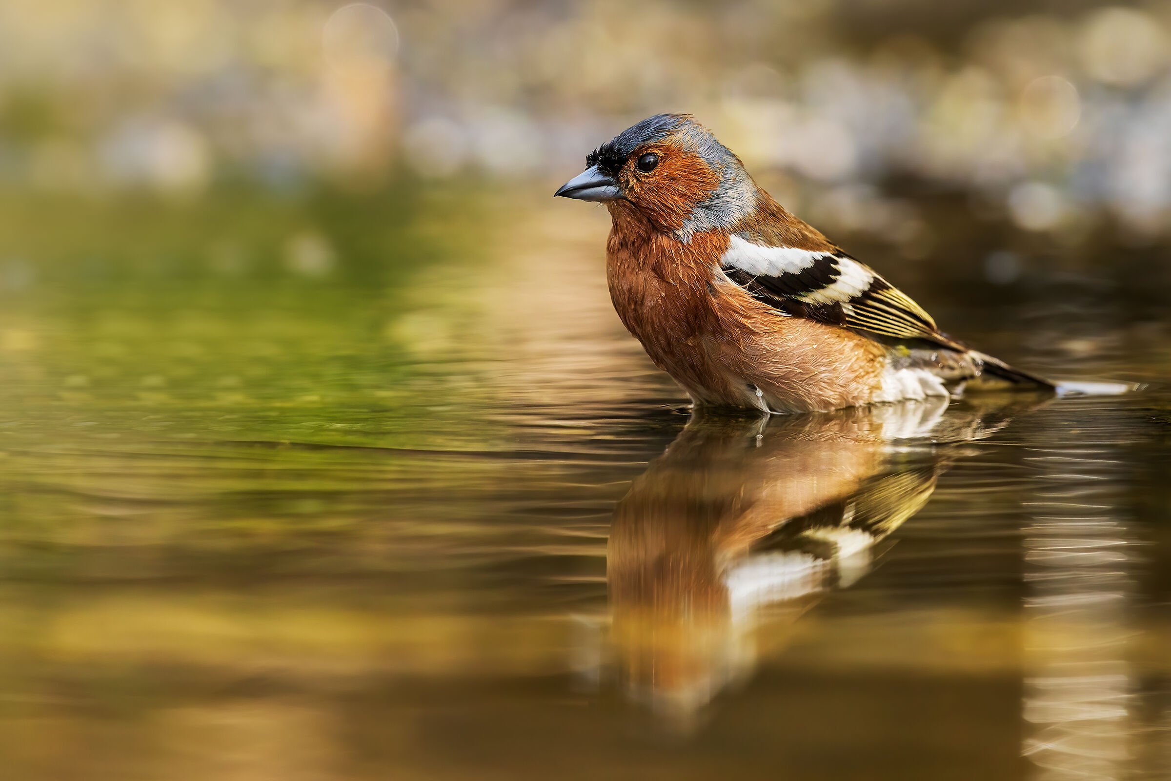 Male finch in the bathroom