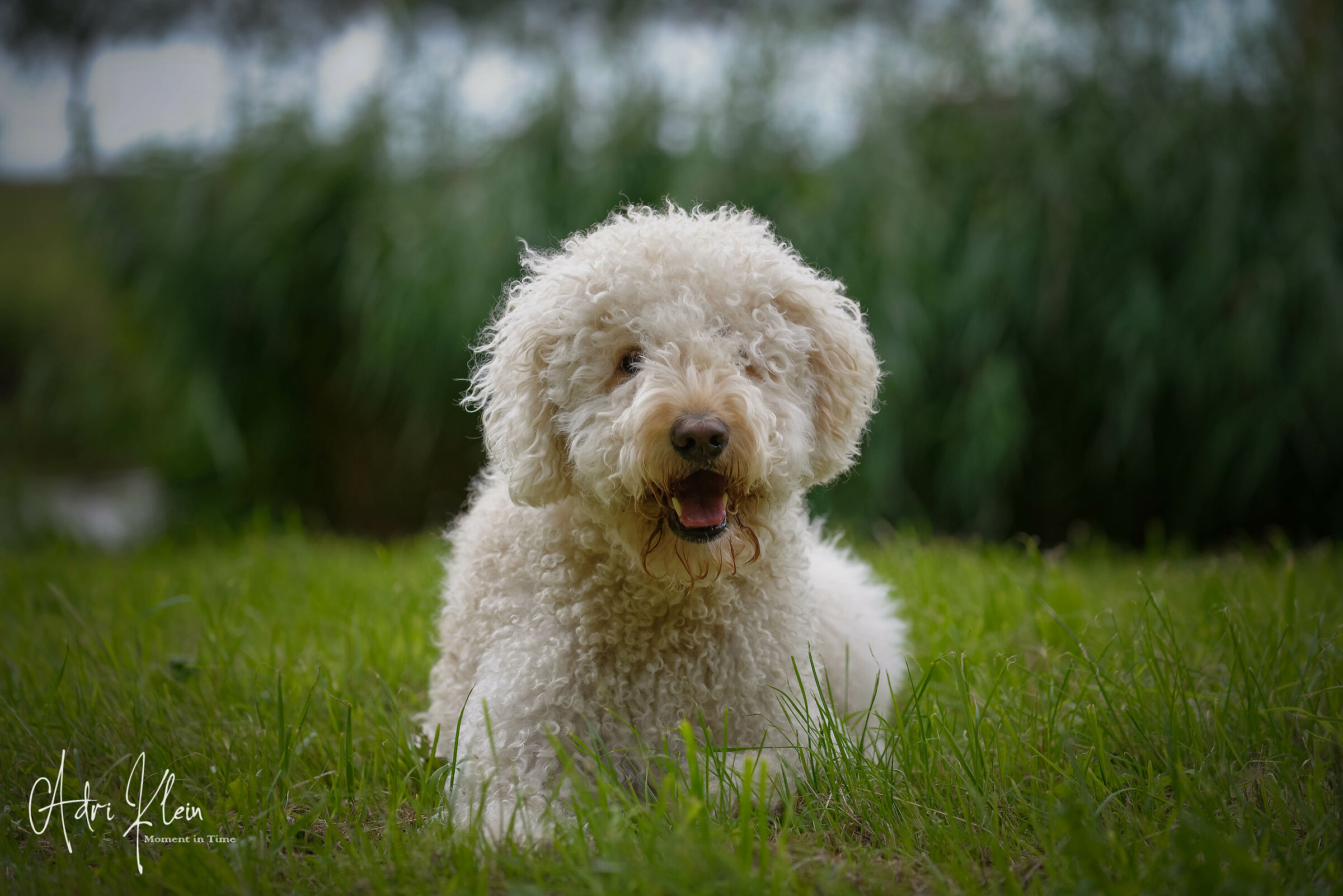 Labradoodle