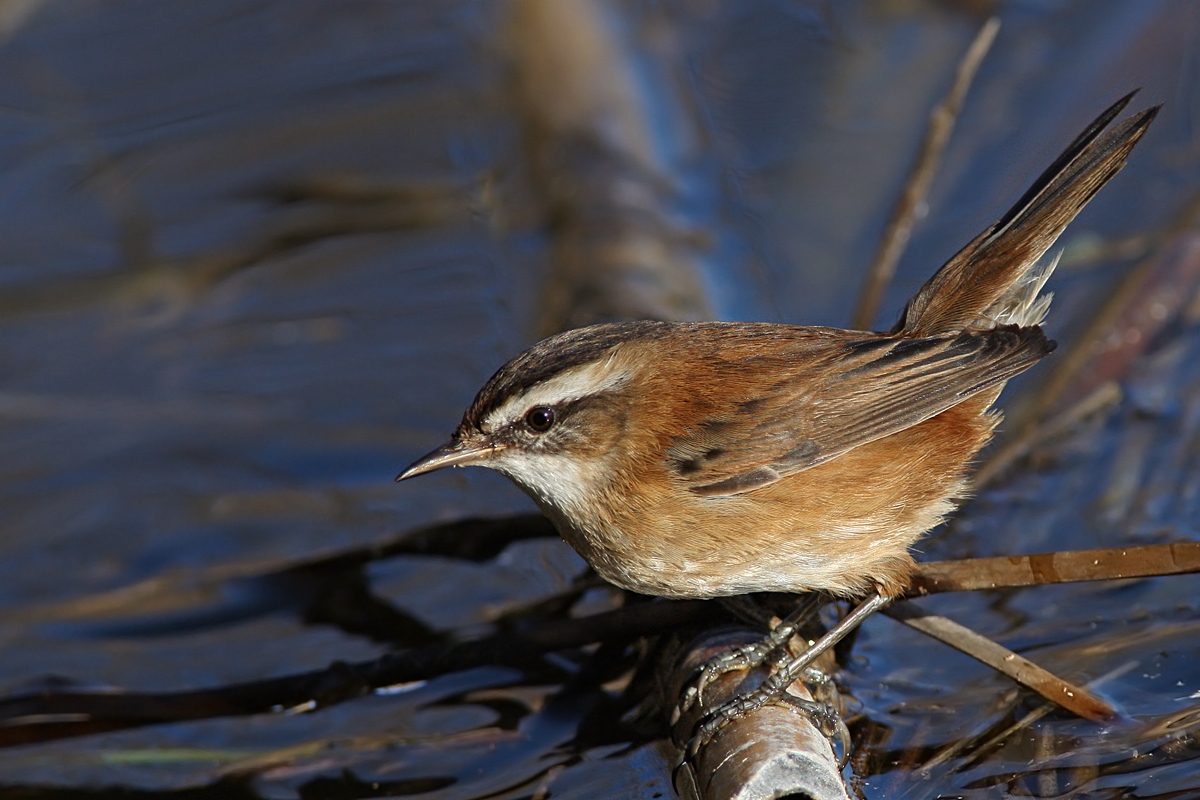 Forapaglie castagnolo