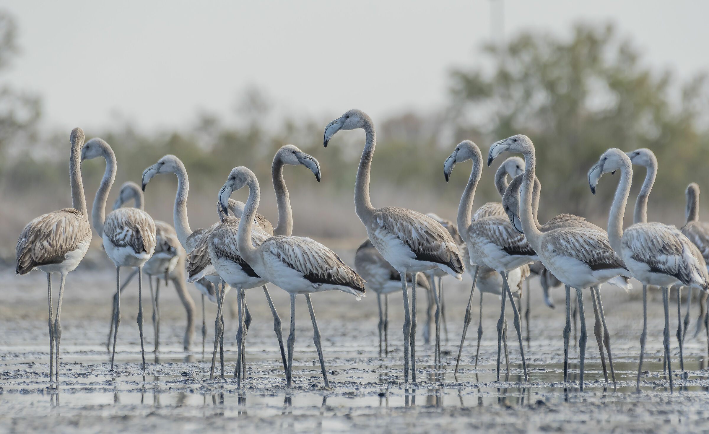 A small taste of the more than 400 pink flamingos