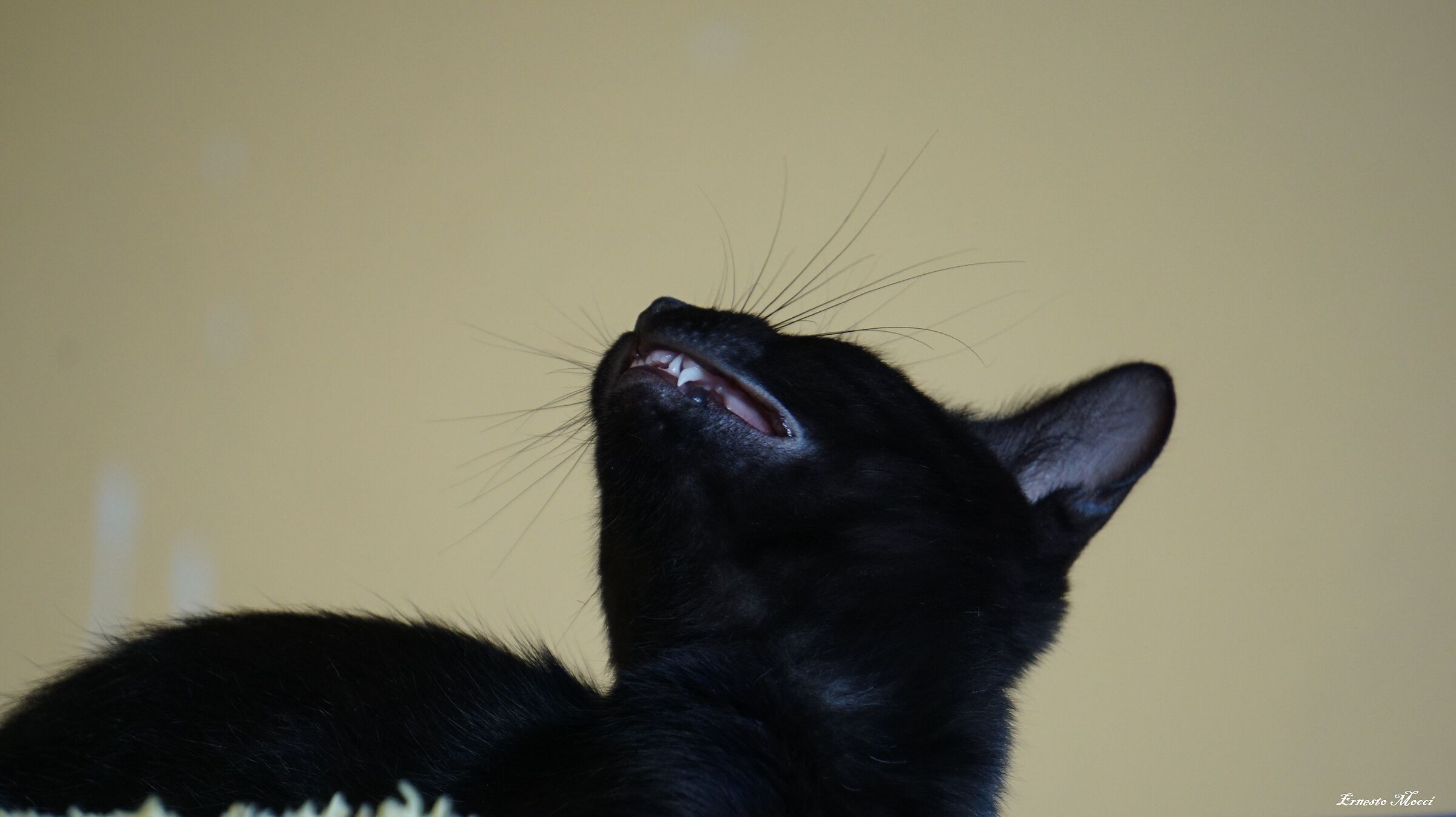 Bella - Ridens Panther before August