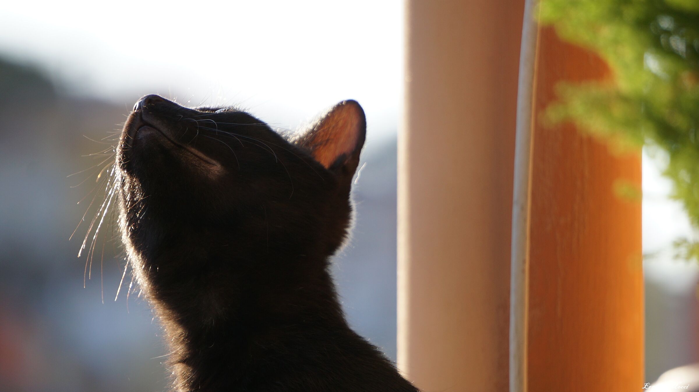 Bella - Start Of August