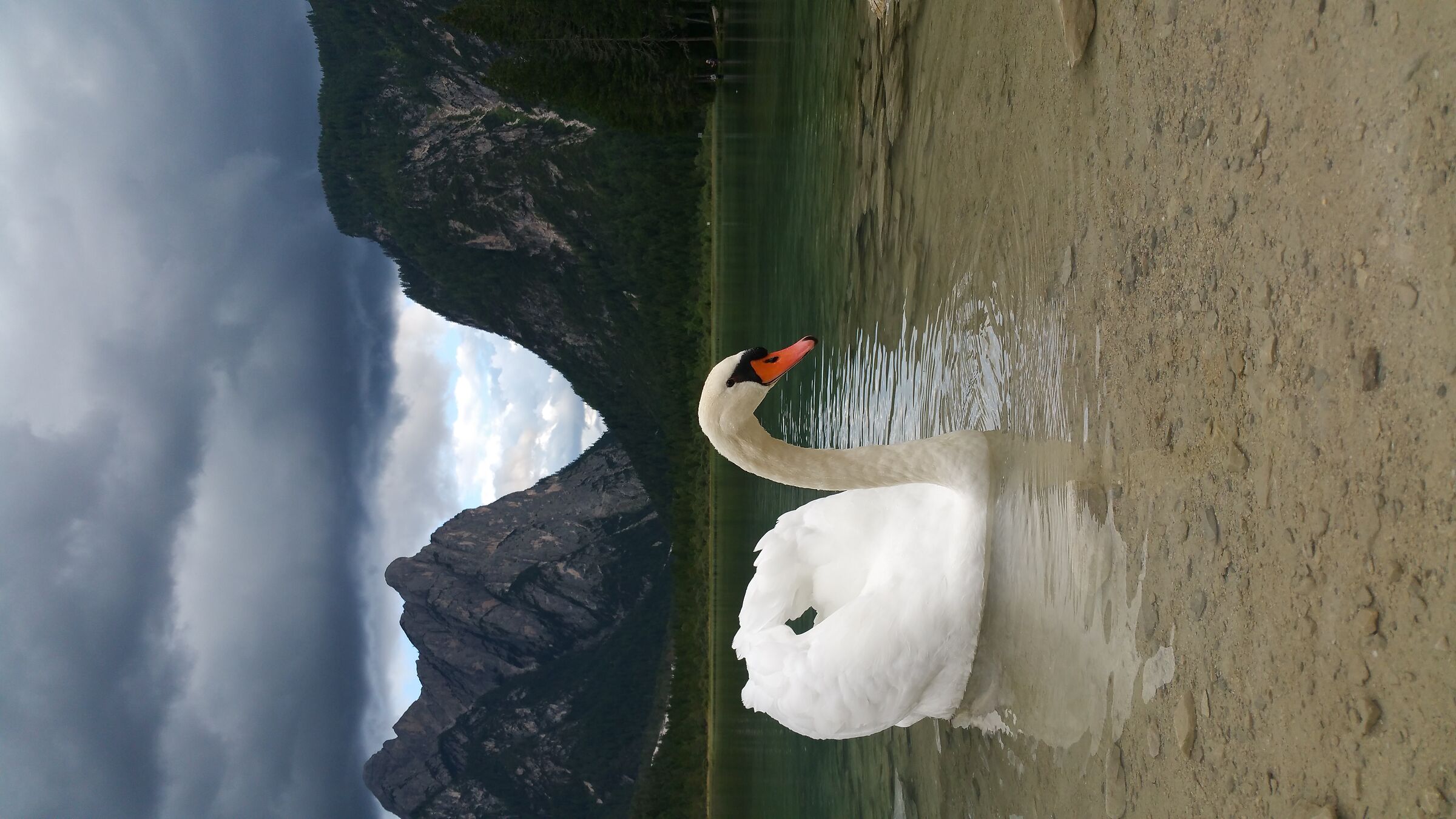 Royal swan at Lake Dobbiaco