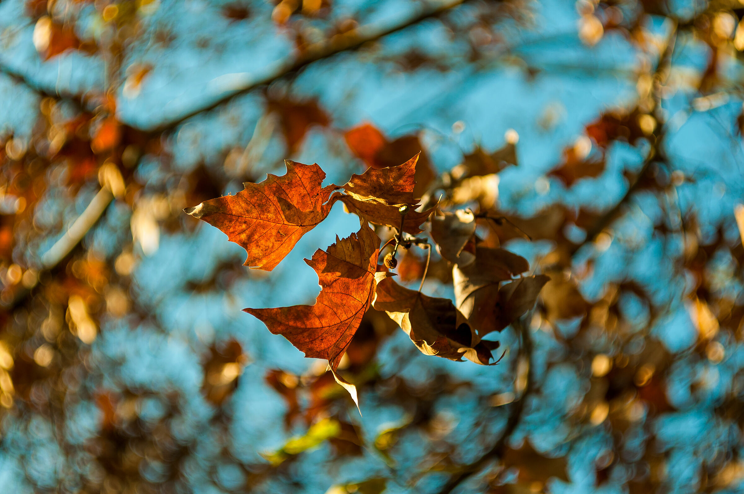 Autumn Bokeh