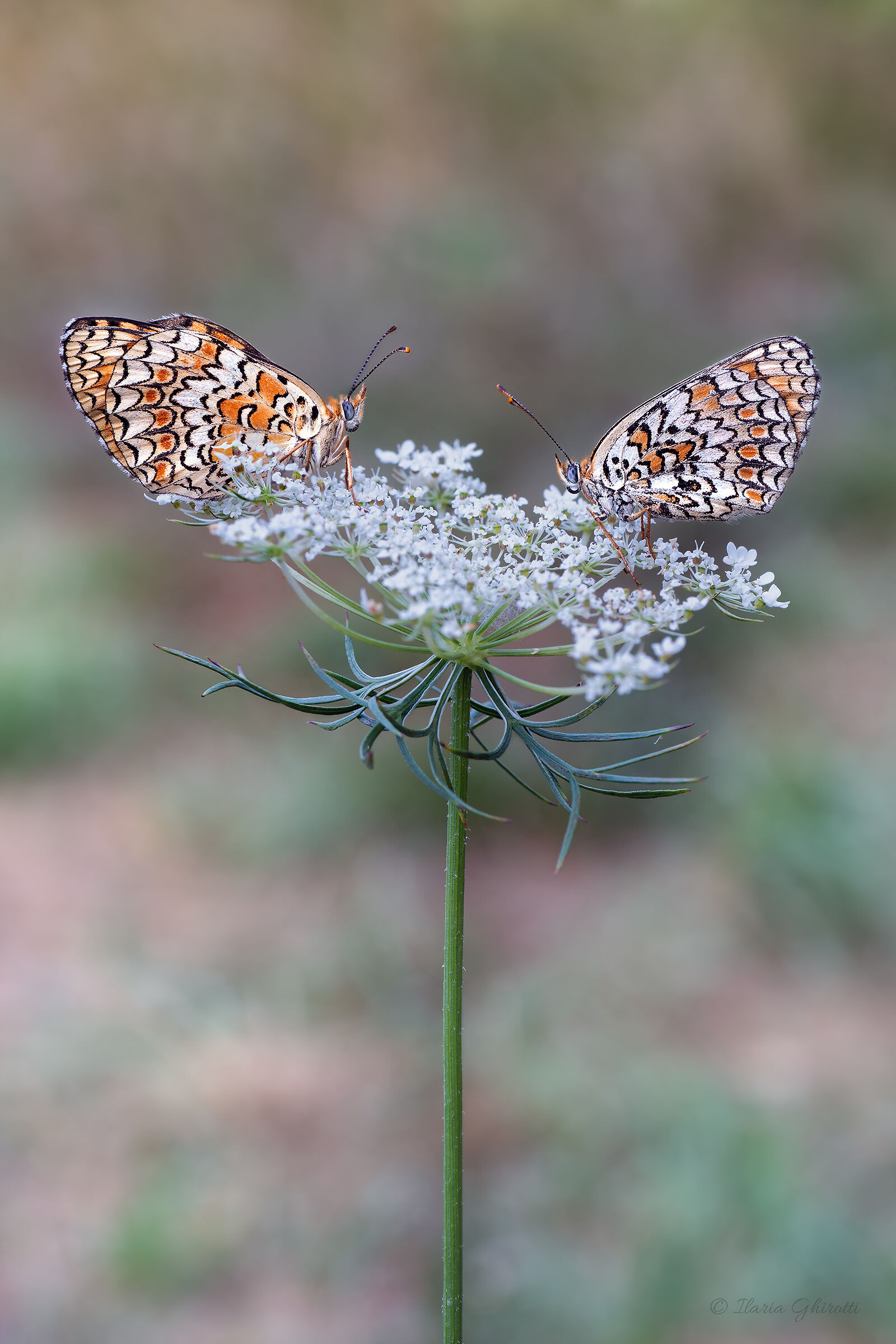 Convivenza difficile