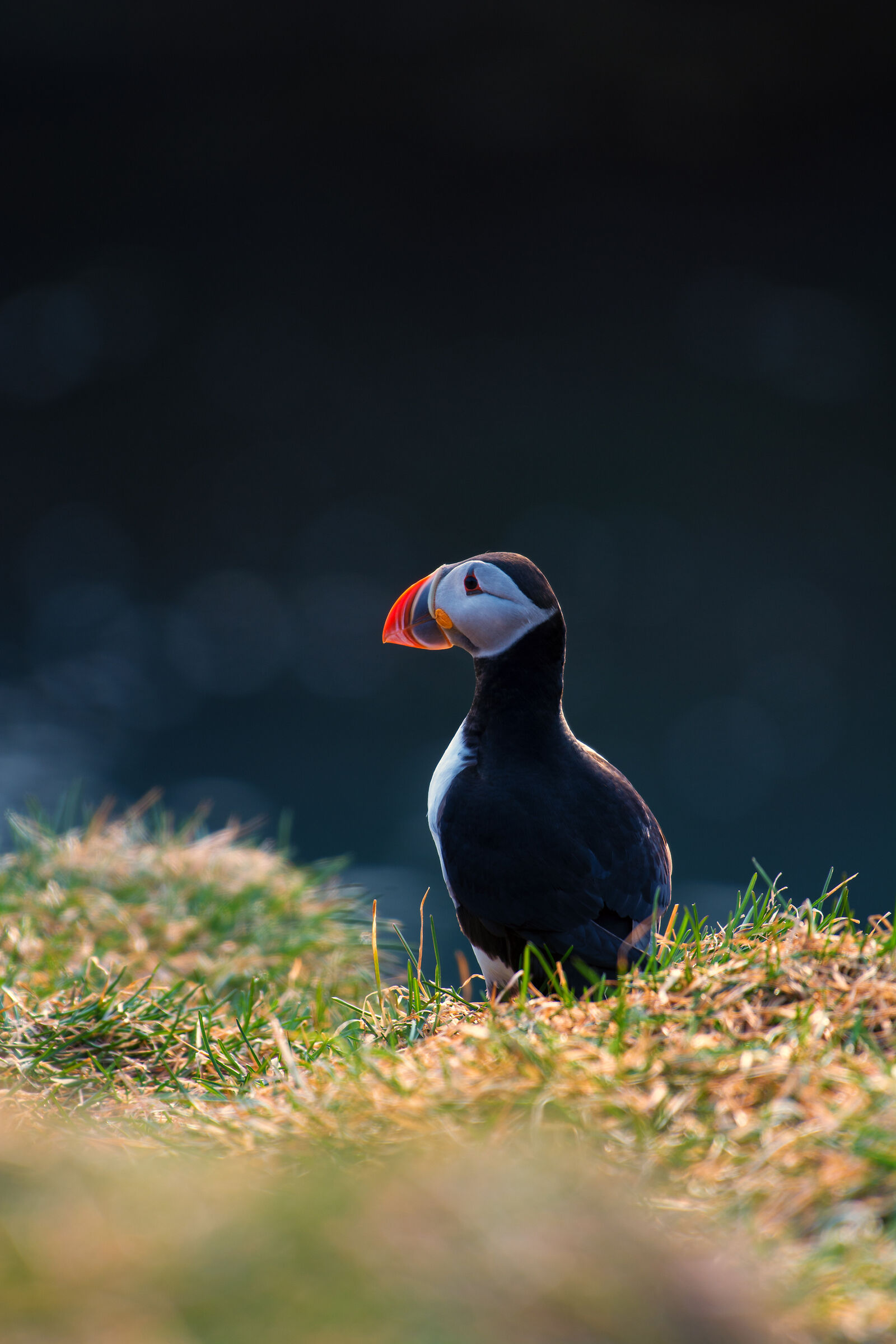 Puffin in Borgarfjarðarhöfn
