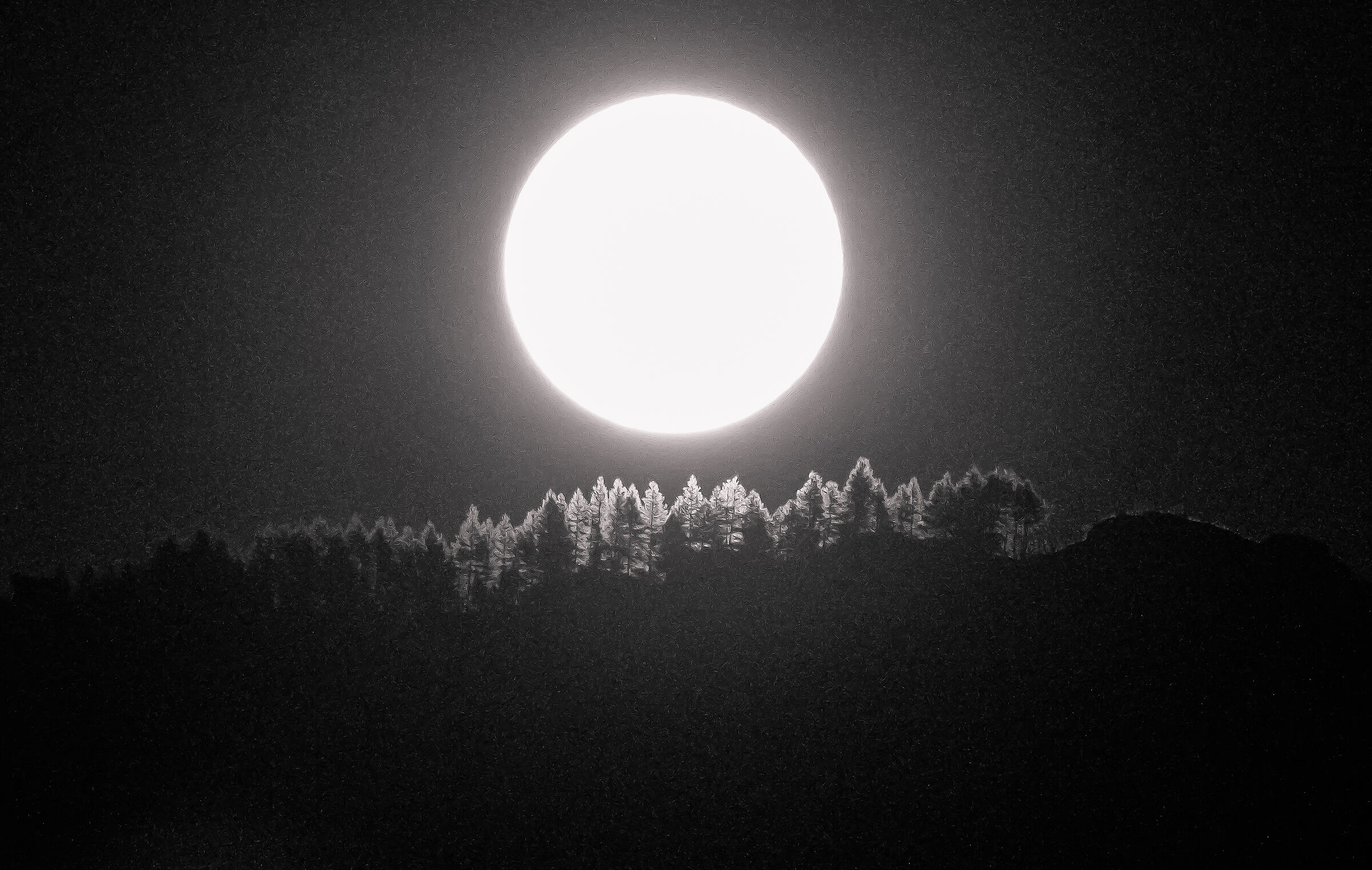 Moon on the pine forest