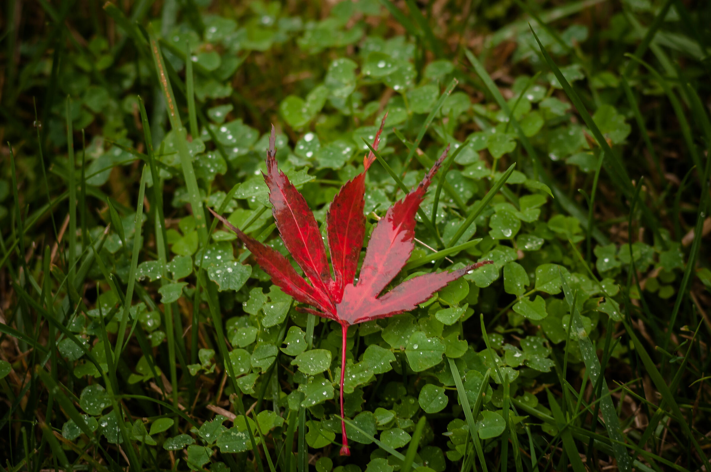 Autunno complementare