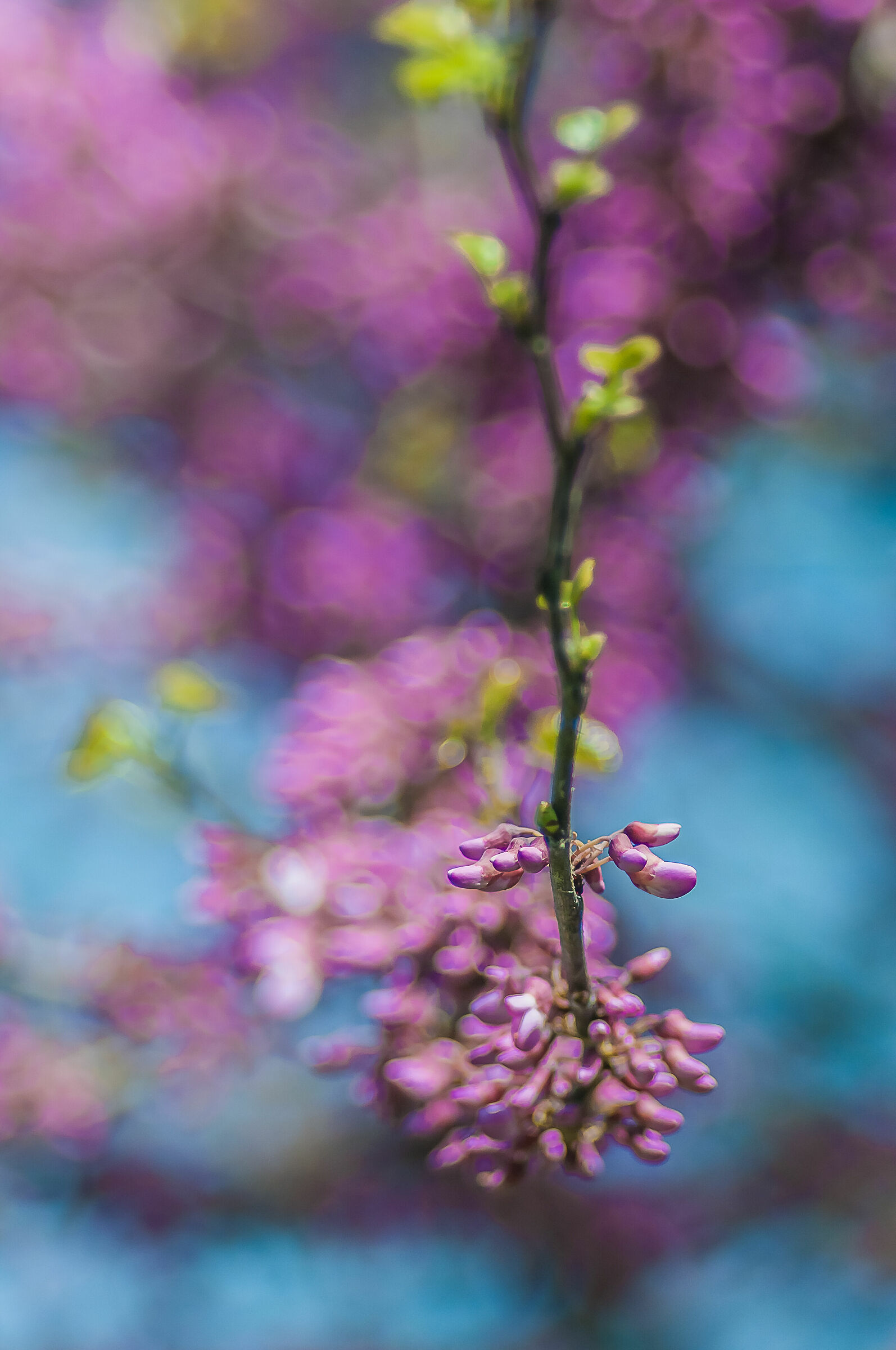 Bokeh