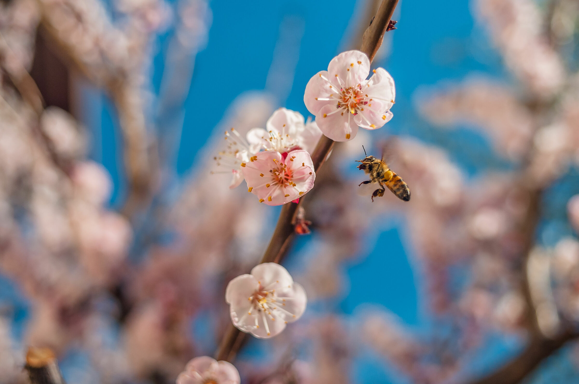 Spring