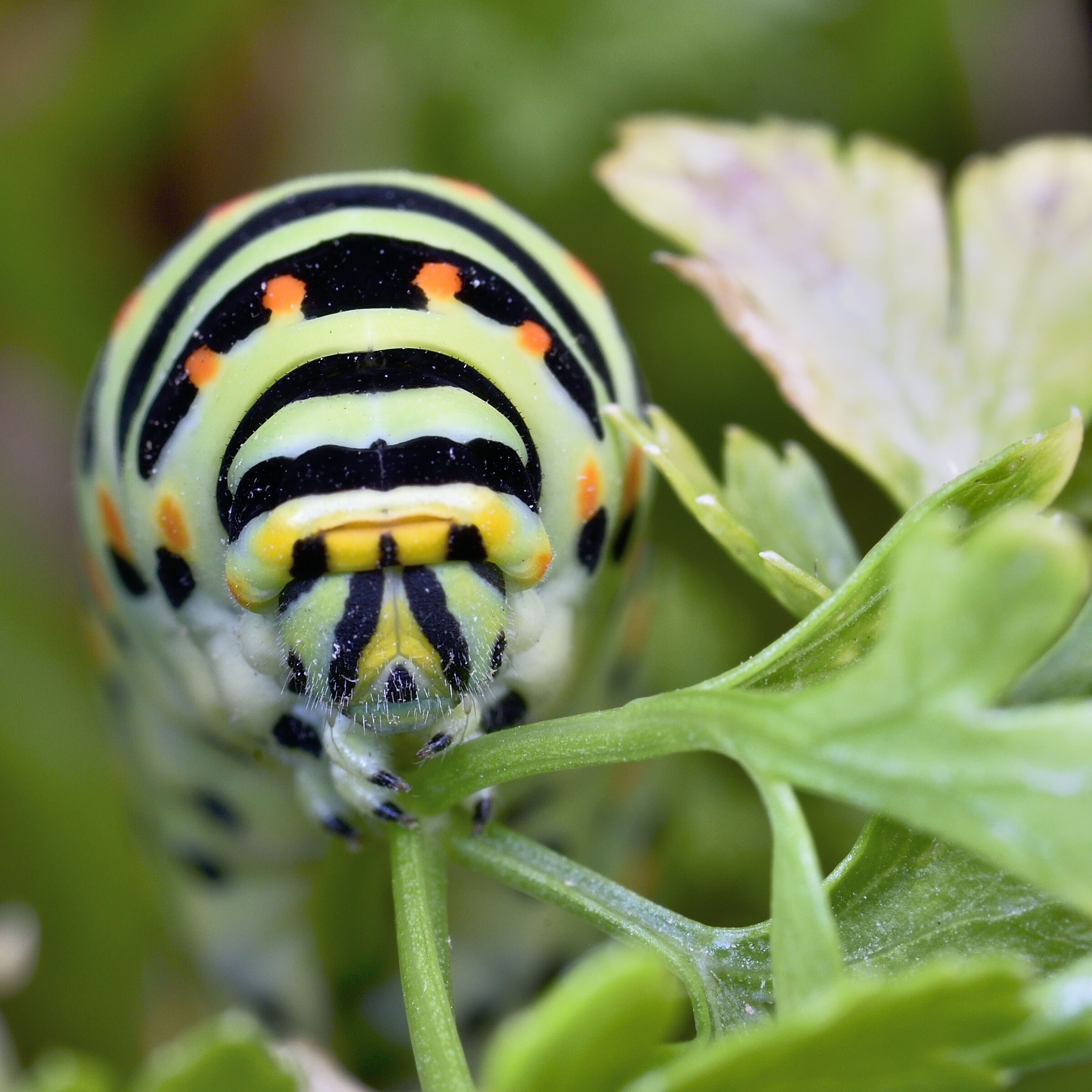 Hands off my parsley!