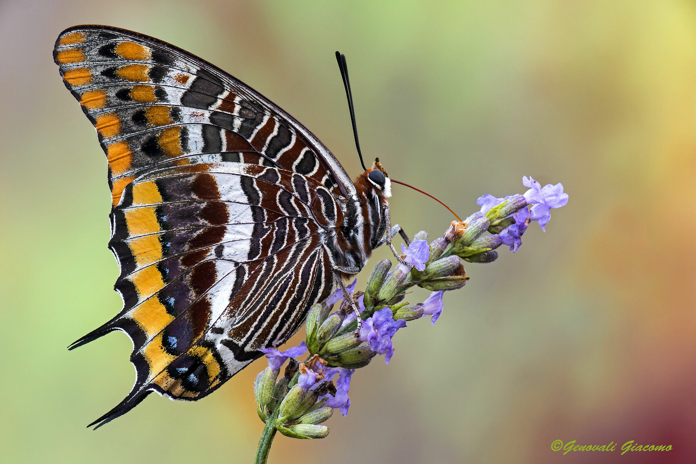 io mi inchino a te charaxes