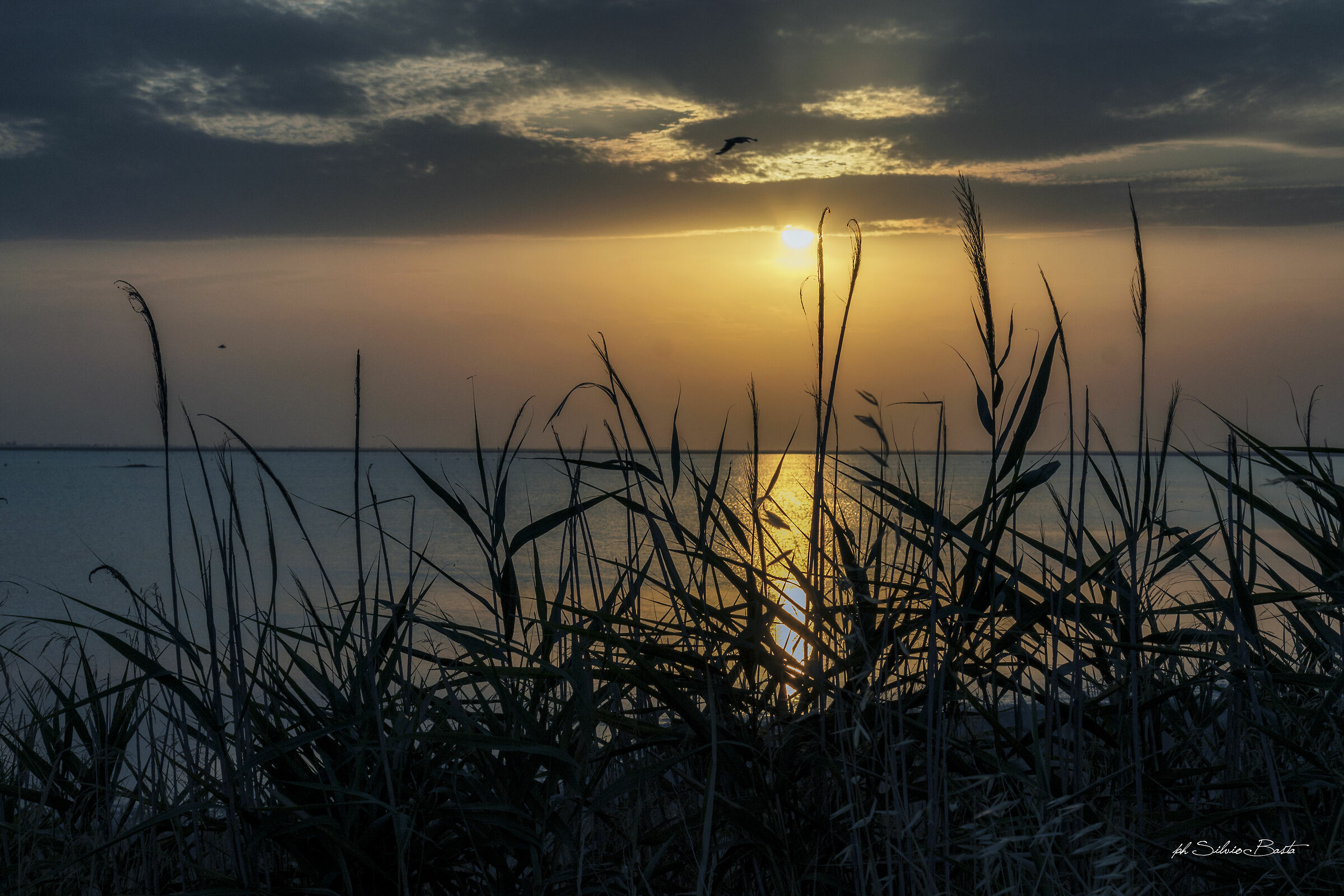 saline daisy of savoy