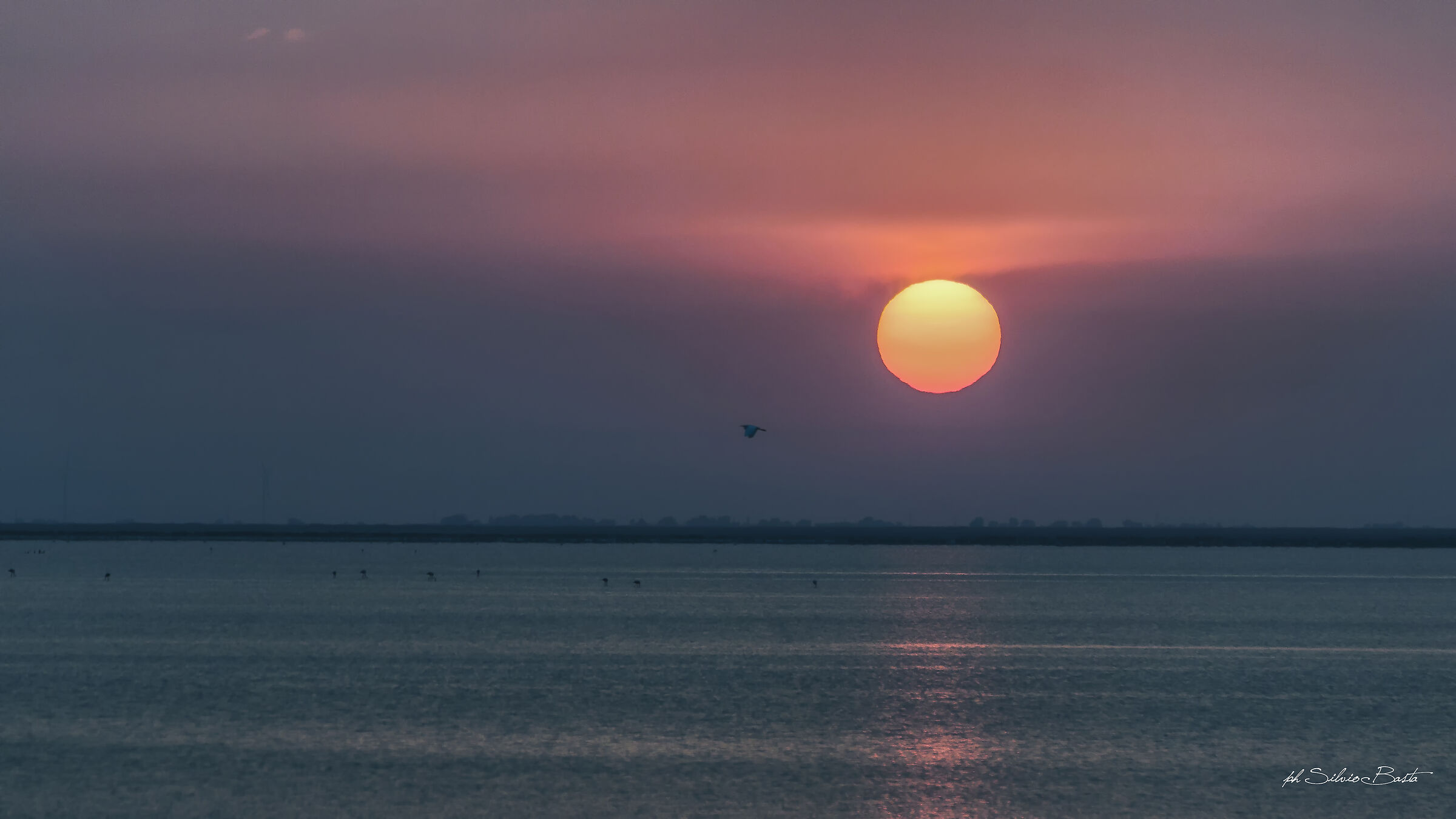 saline daisy of savoy