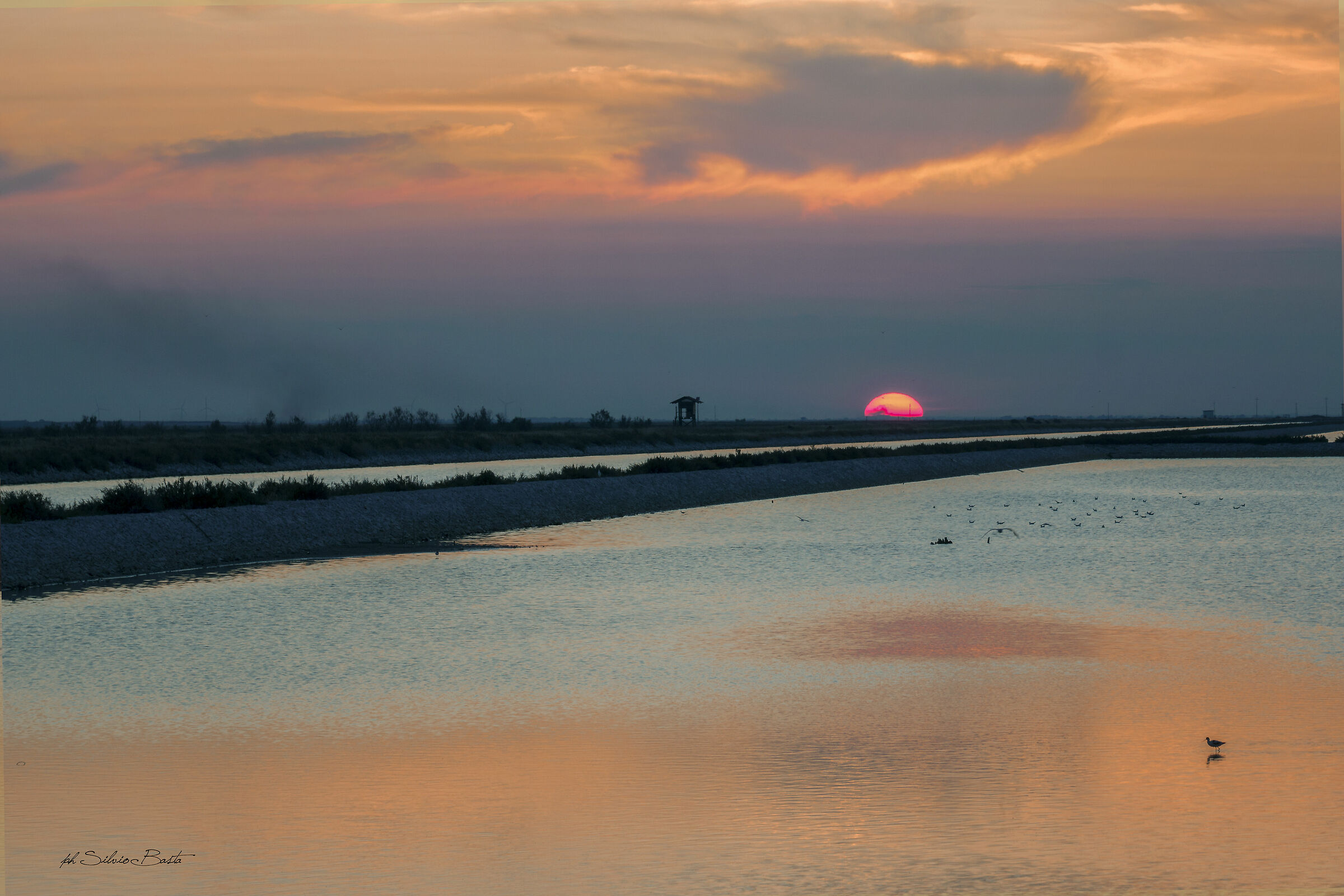 saline daisy of savoy