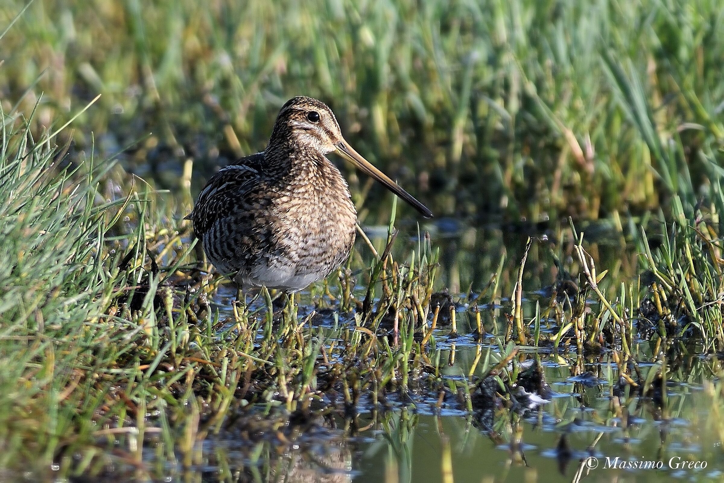 Snipe (Gallinago Gallinago)