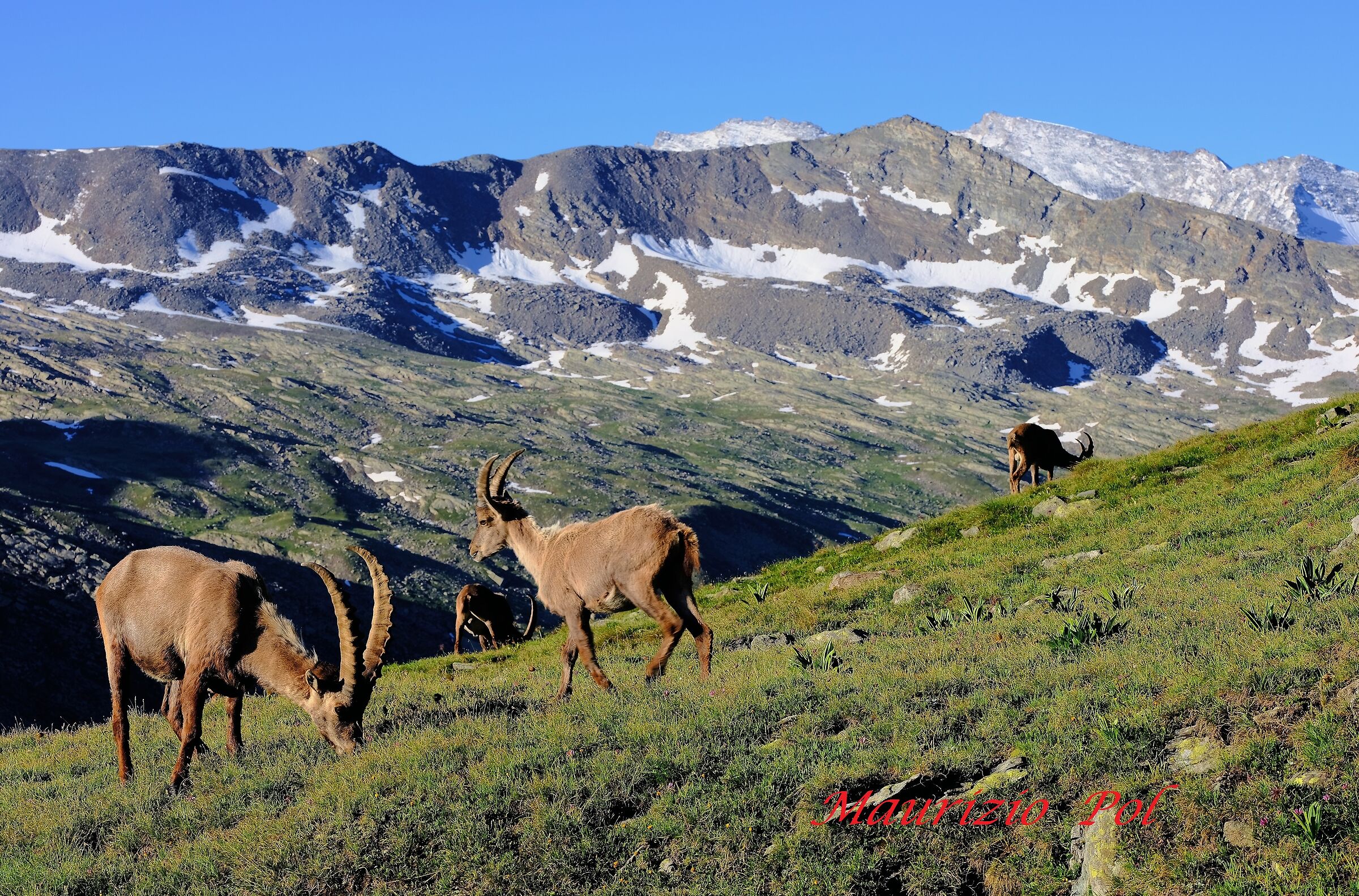 paesaggio con stambecchi