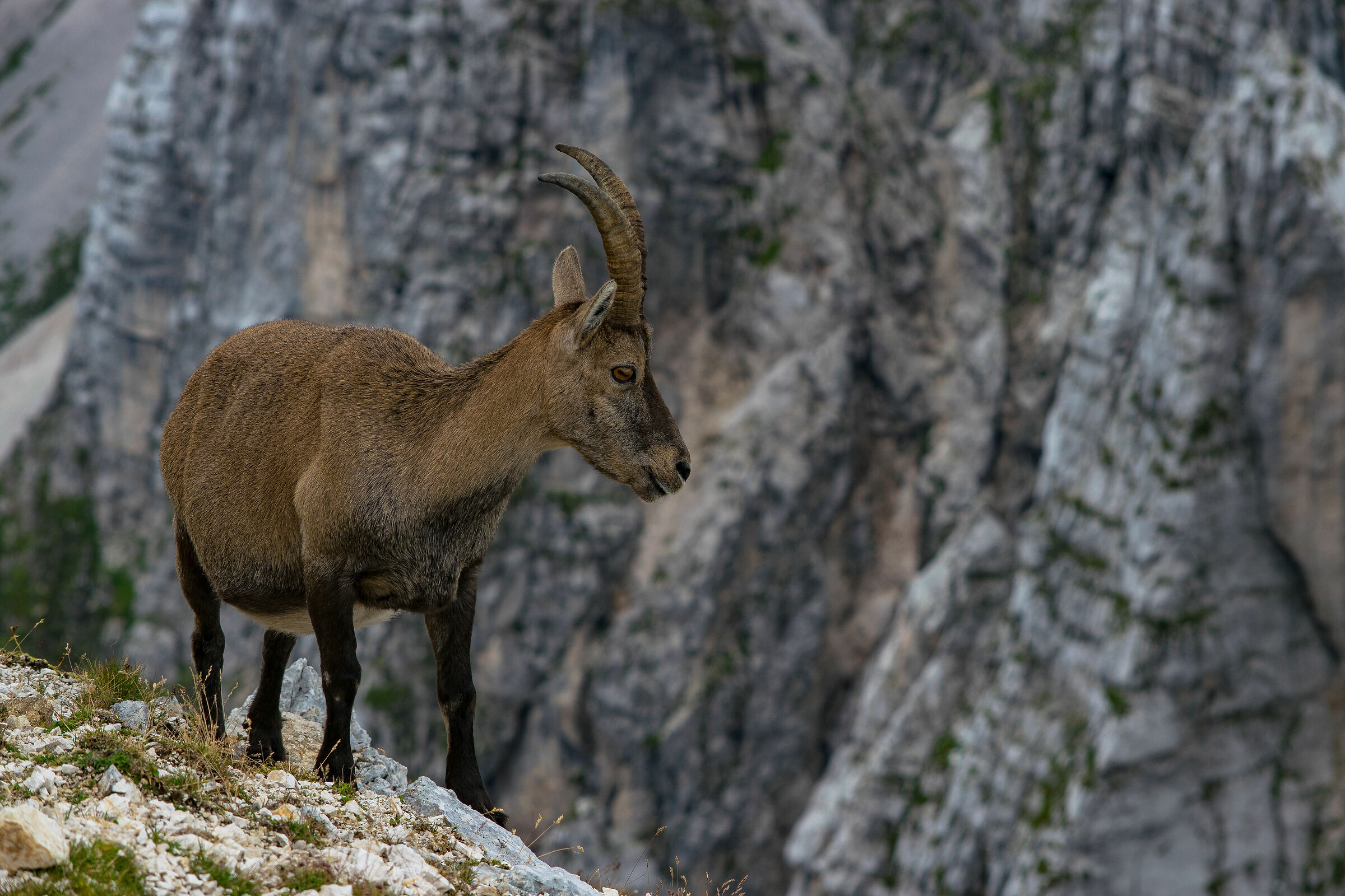 The queen of the cliffs!