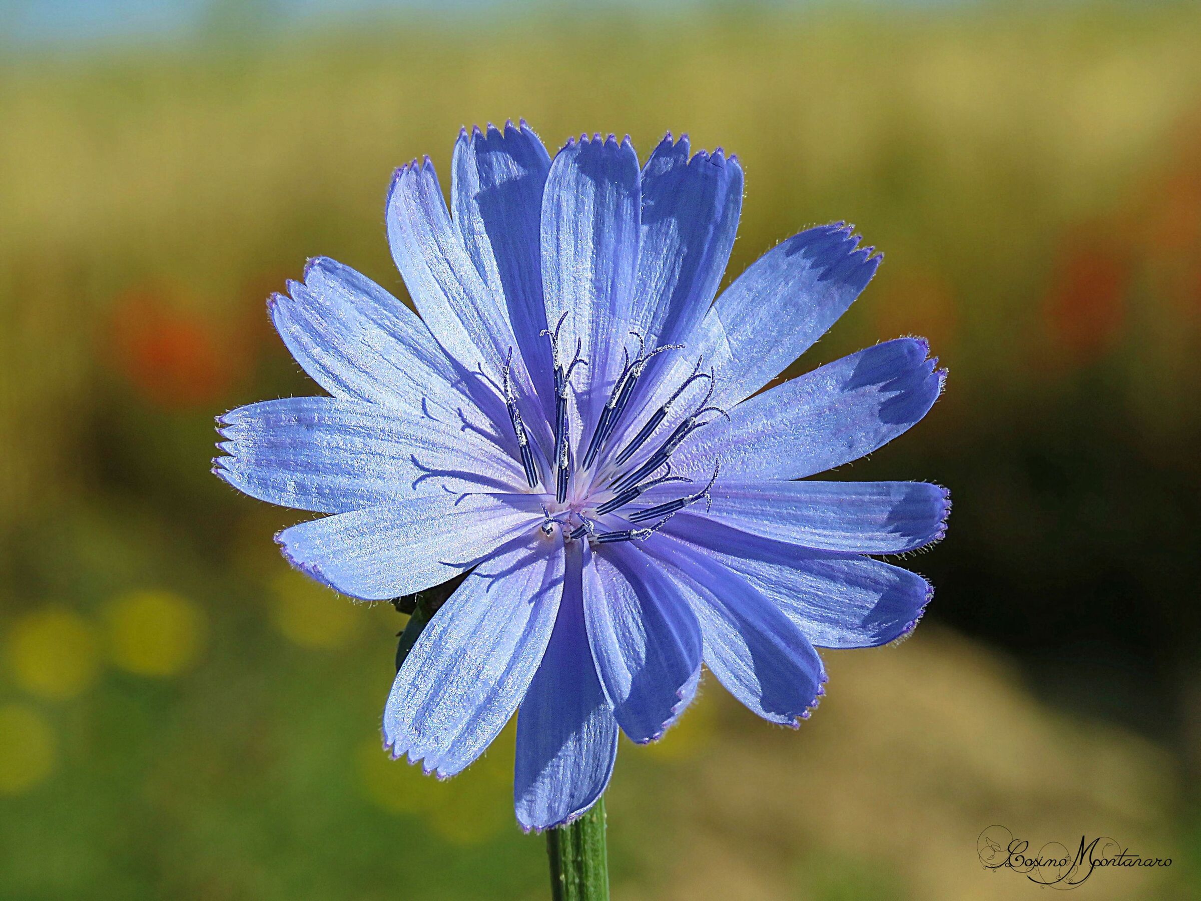 Cichorium intybus