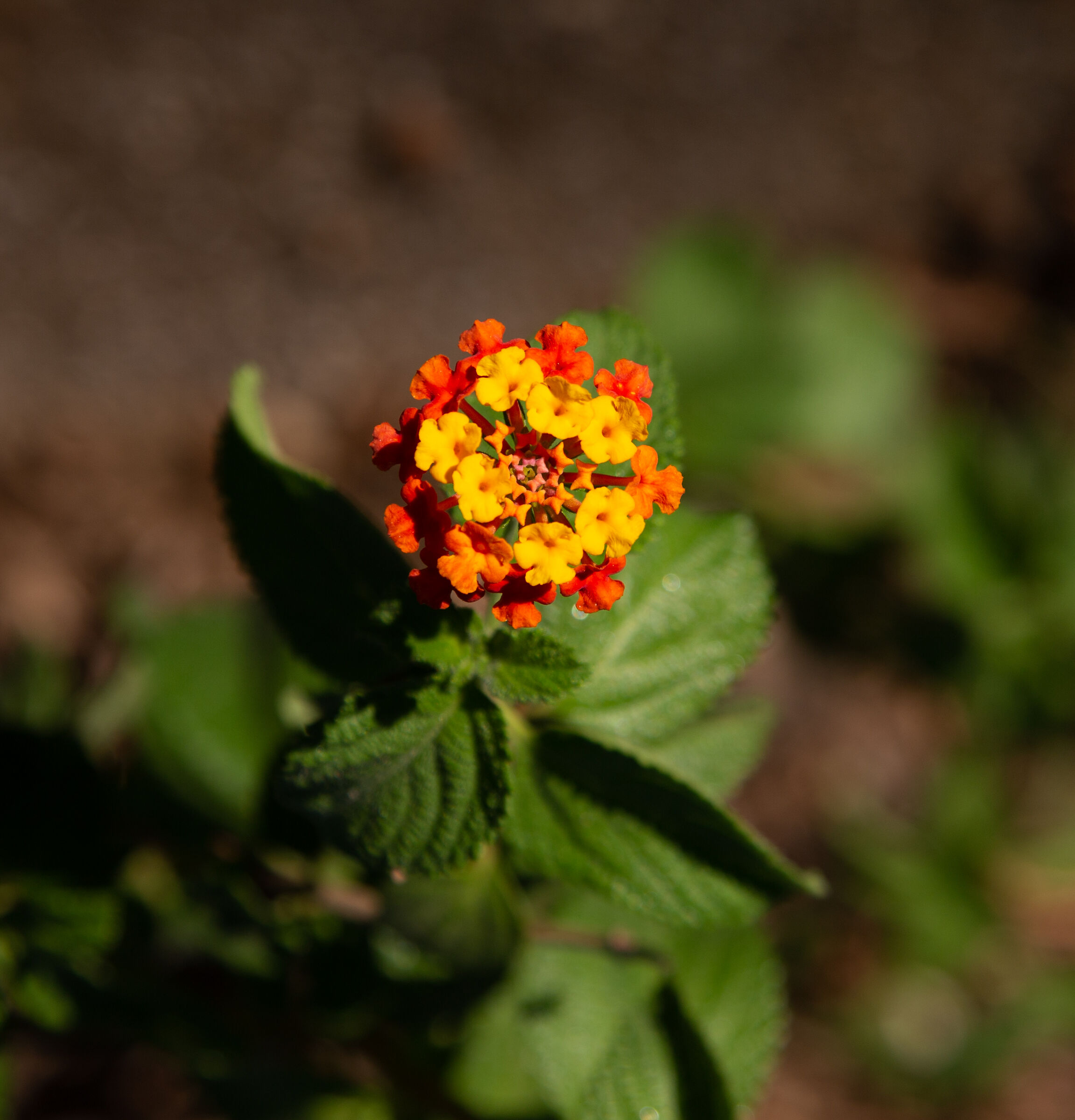 Lantana