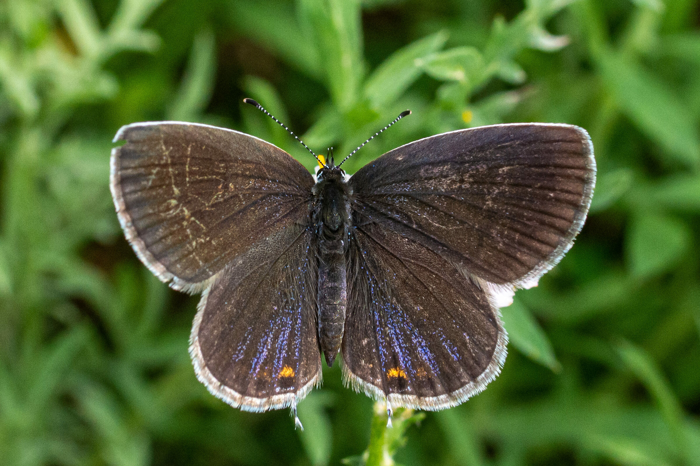silhouette of a butterfly