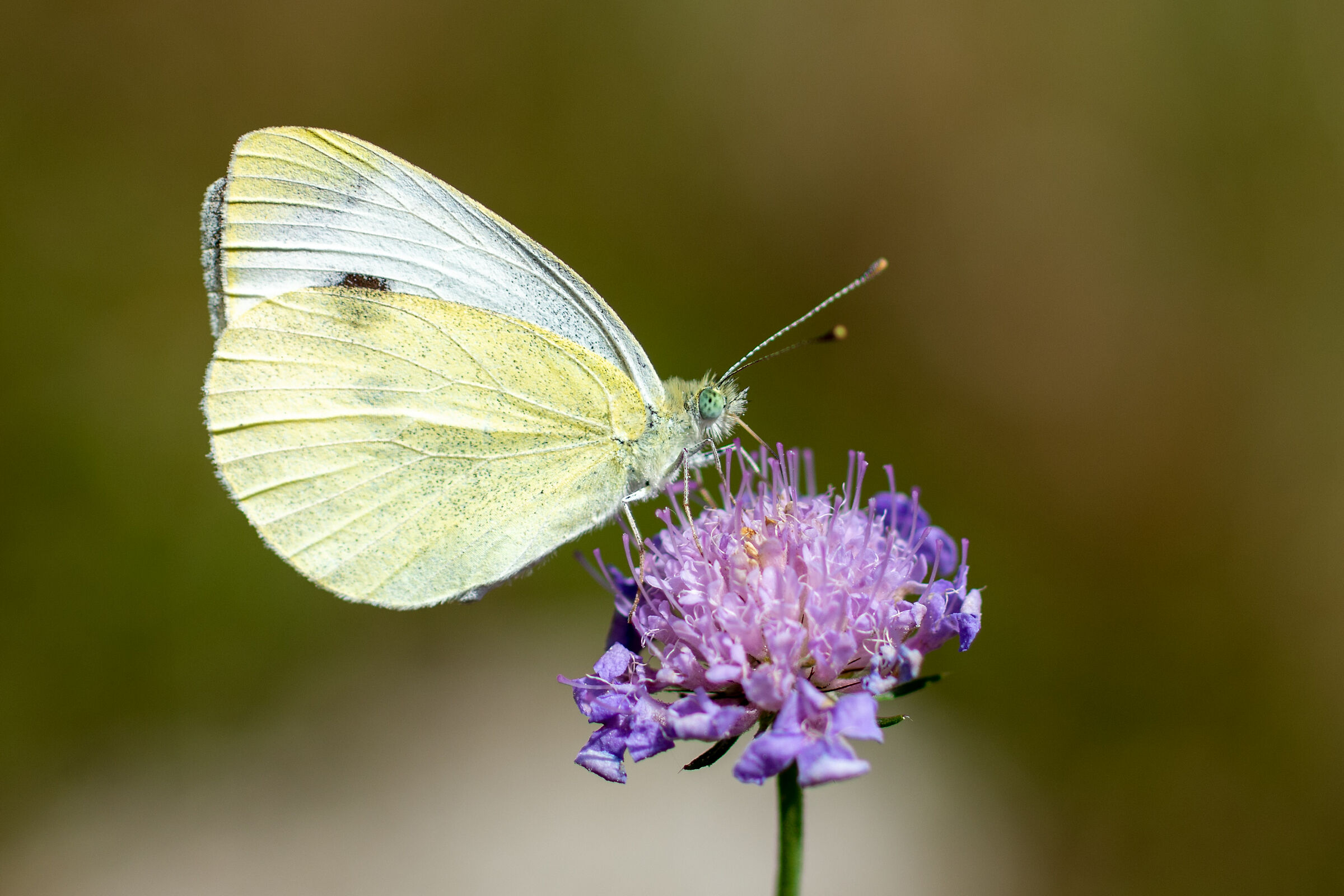 Butterfly on flower