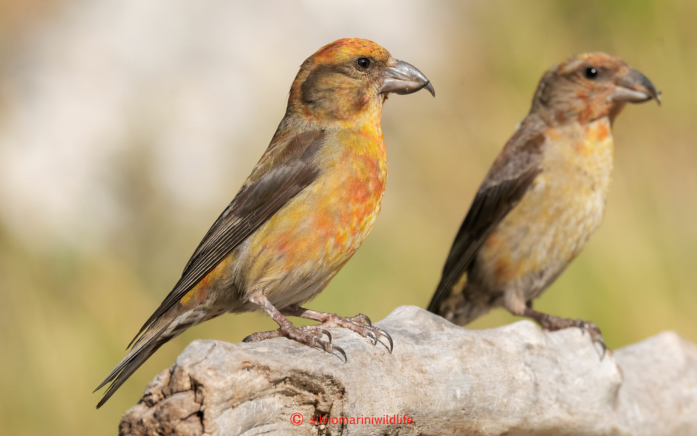 Crociere (Loxia curvirostra)