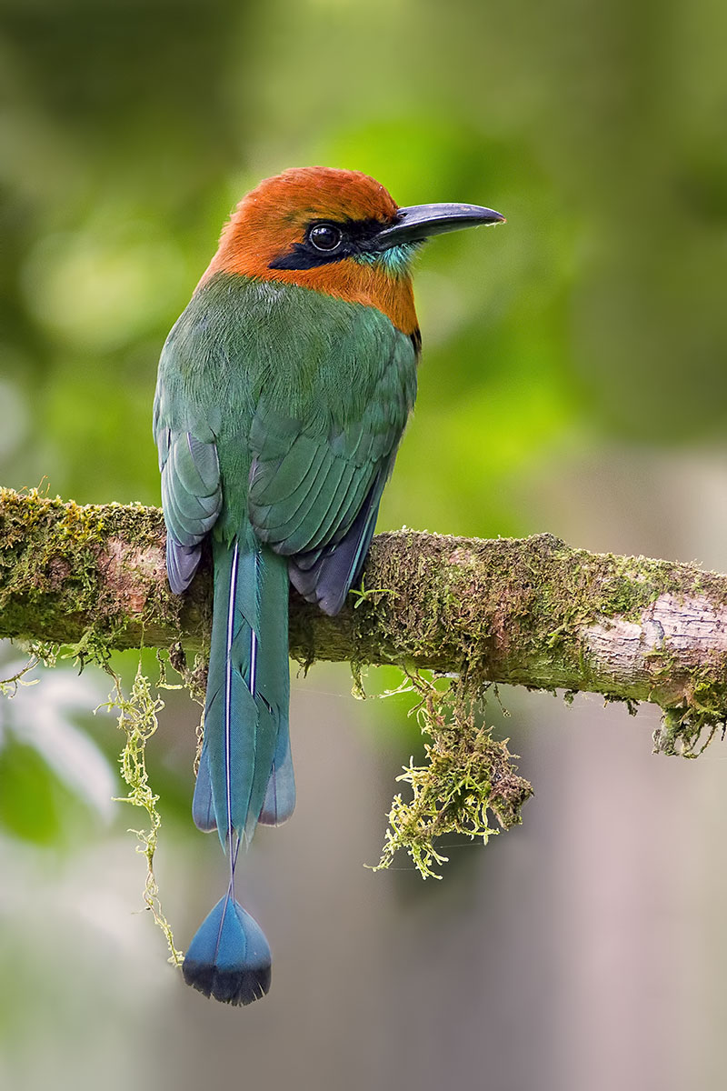 Broad-billed motmot