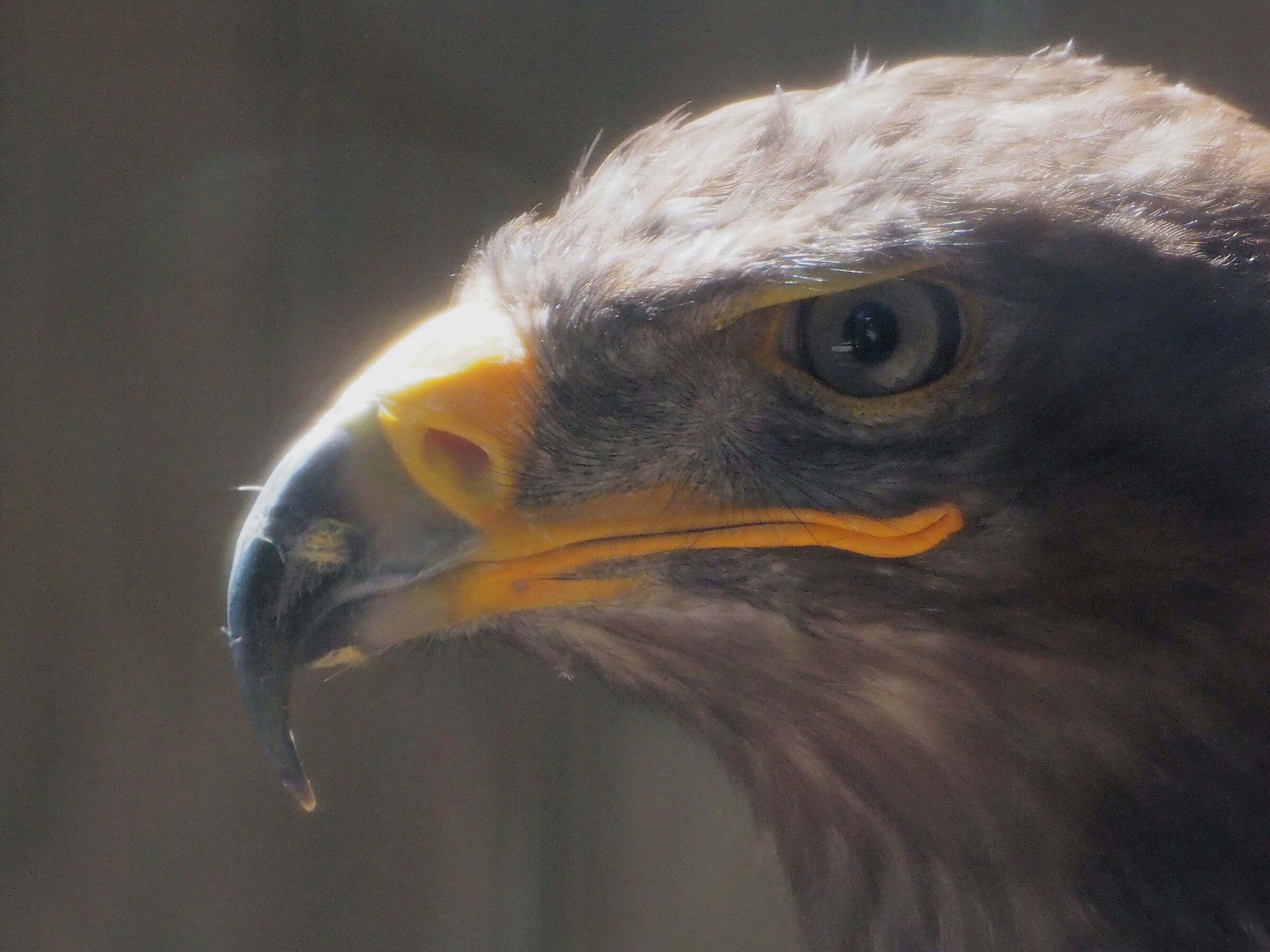 Aquila reale