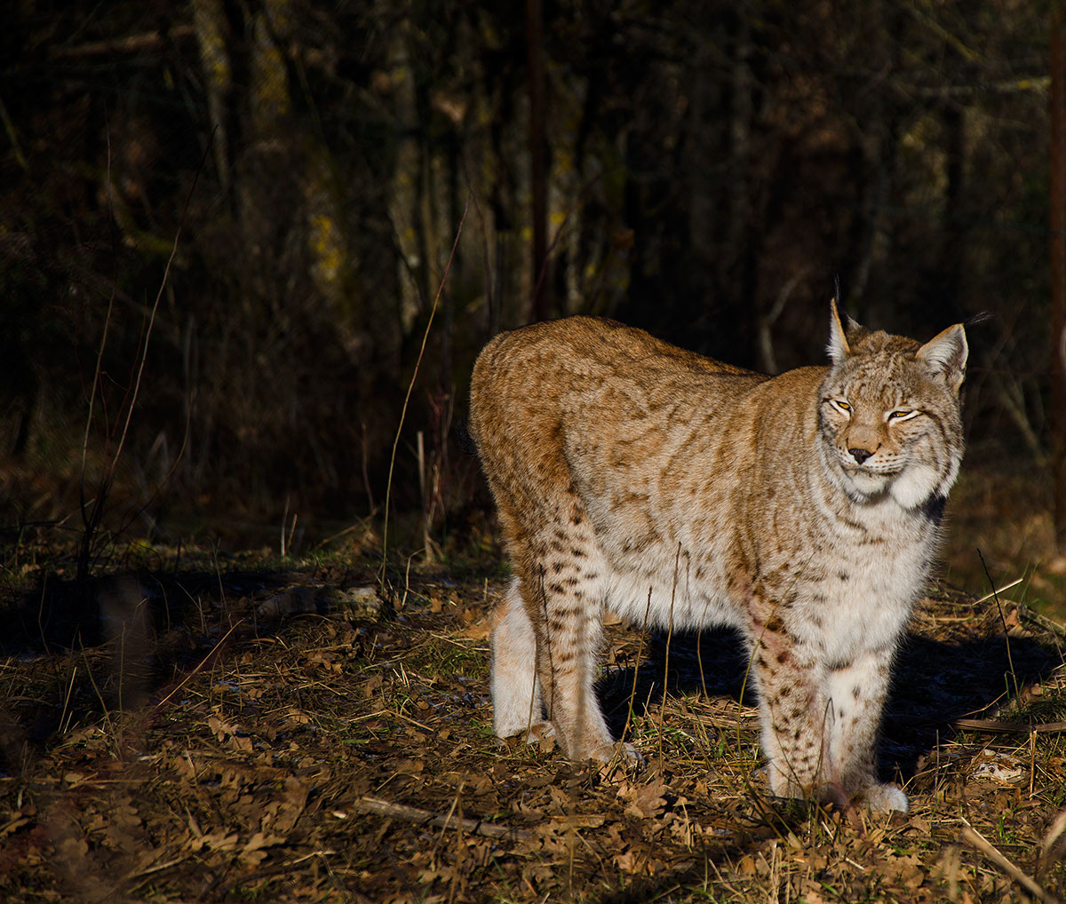 lince