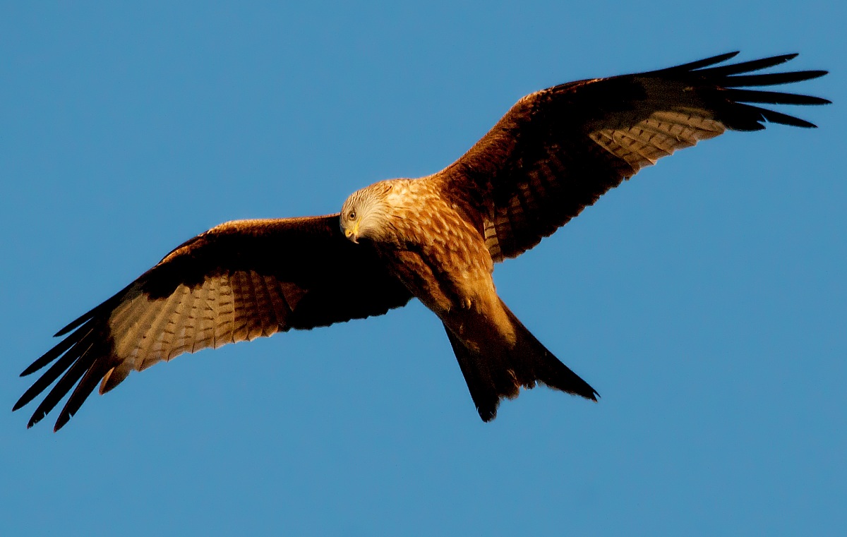 Young Red Kite