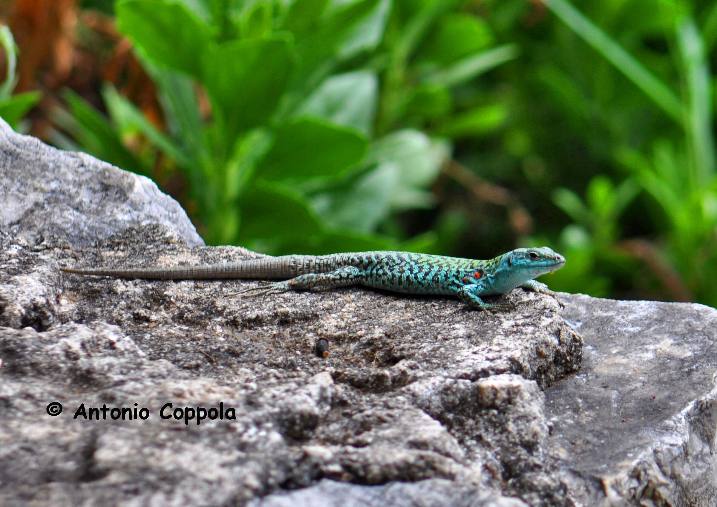 lucertola al sole rovente di agosto