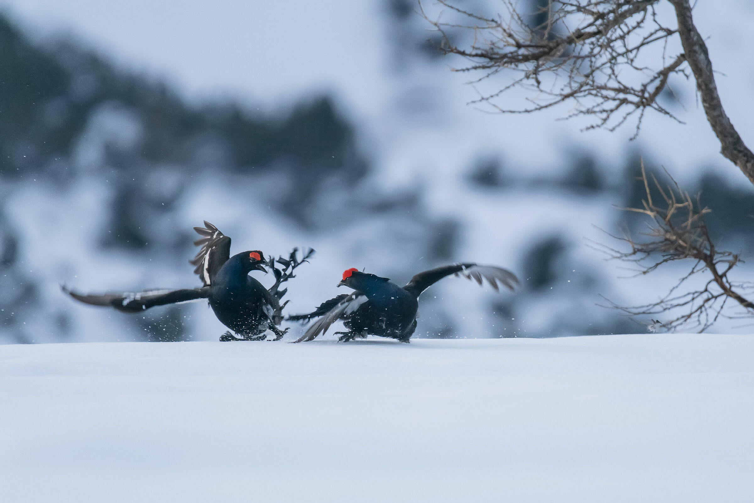 Guerriglie fra forcelli