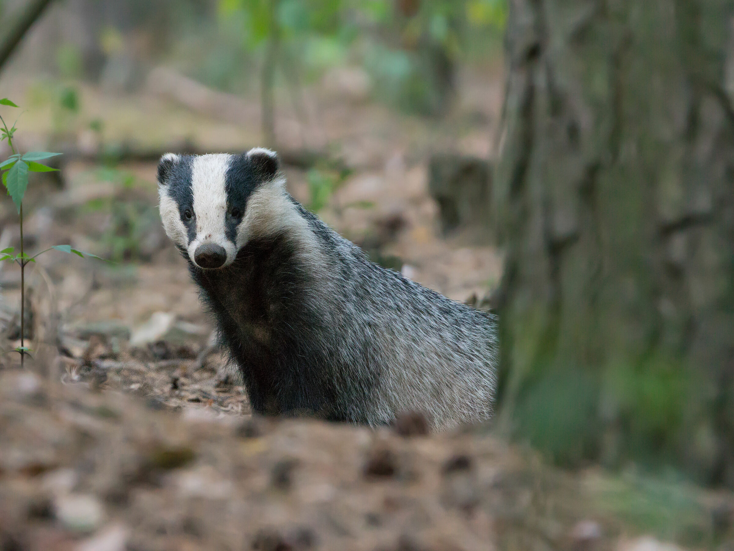 Eurasian badger (Meles meles)