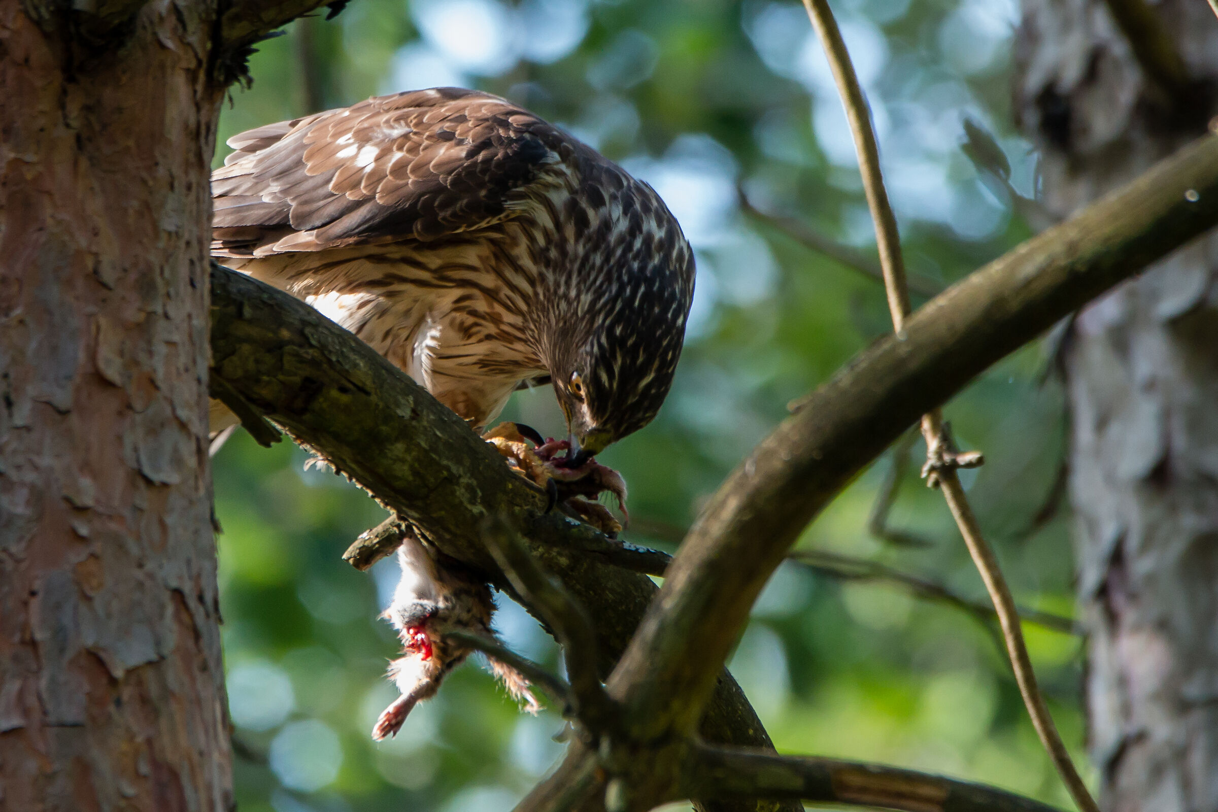 Cooper's Hawk with Prey (Chipmunk)