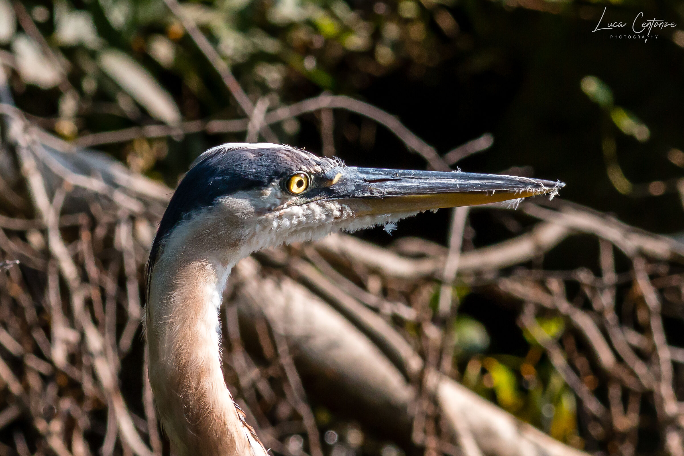 Great Blue Heron Close-up