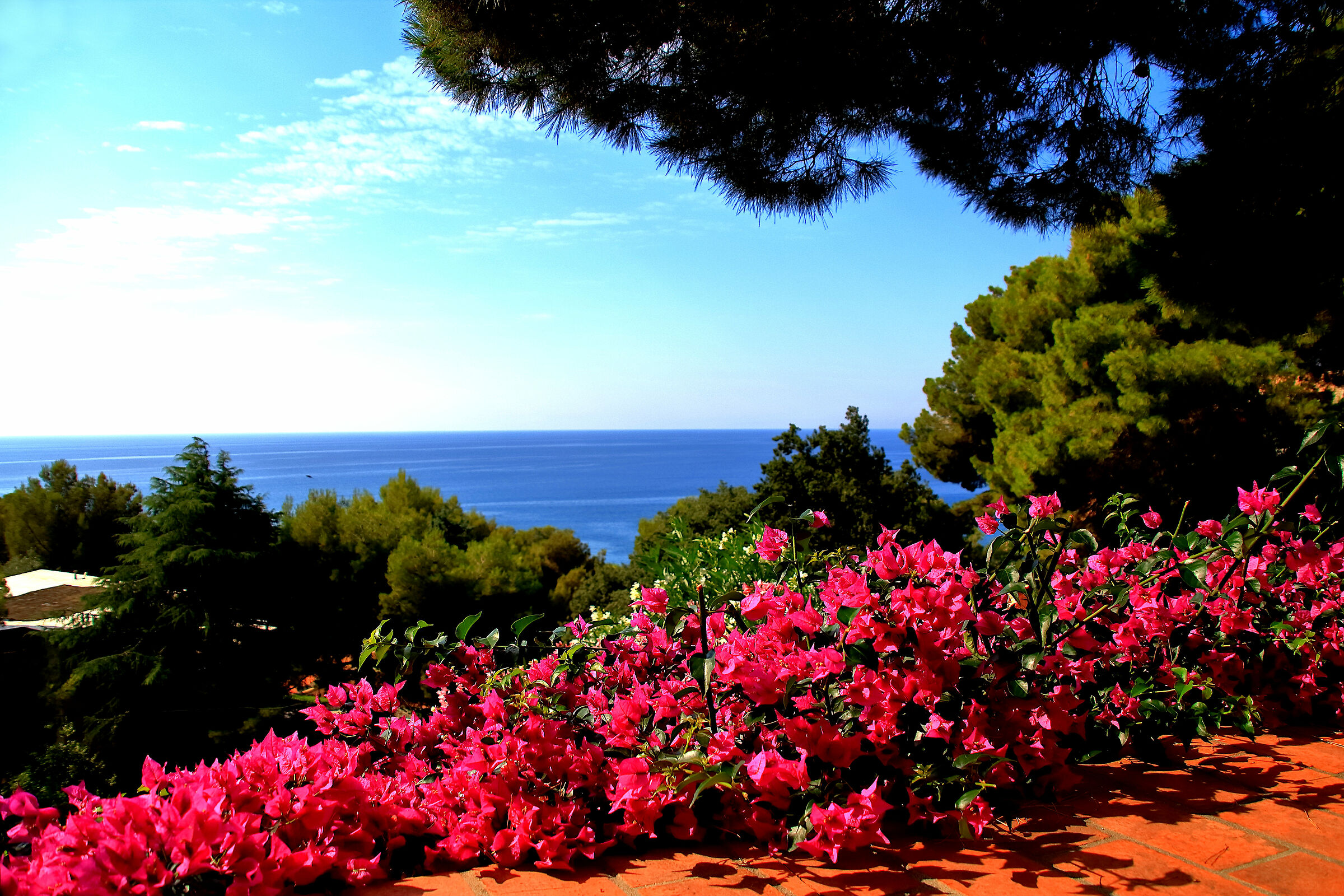Laigueglia e i suoi fiori