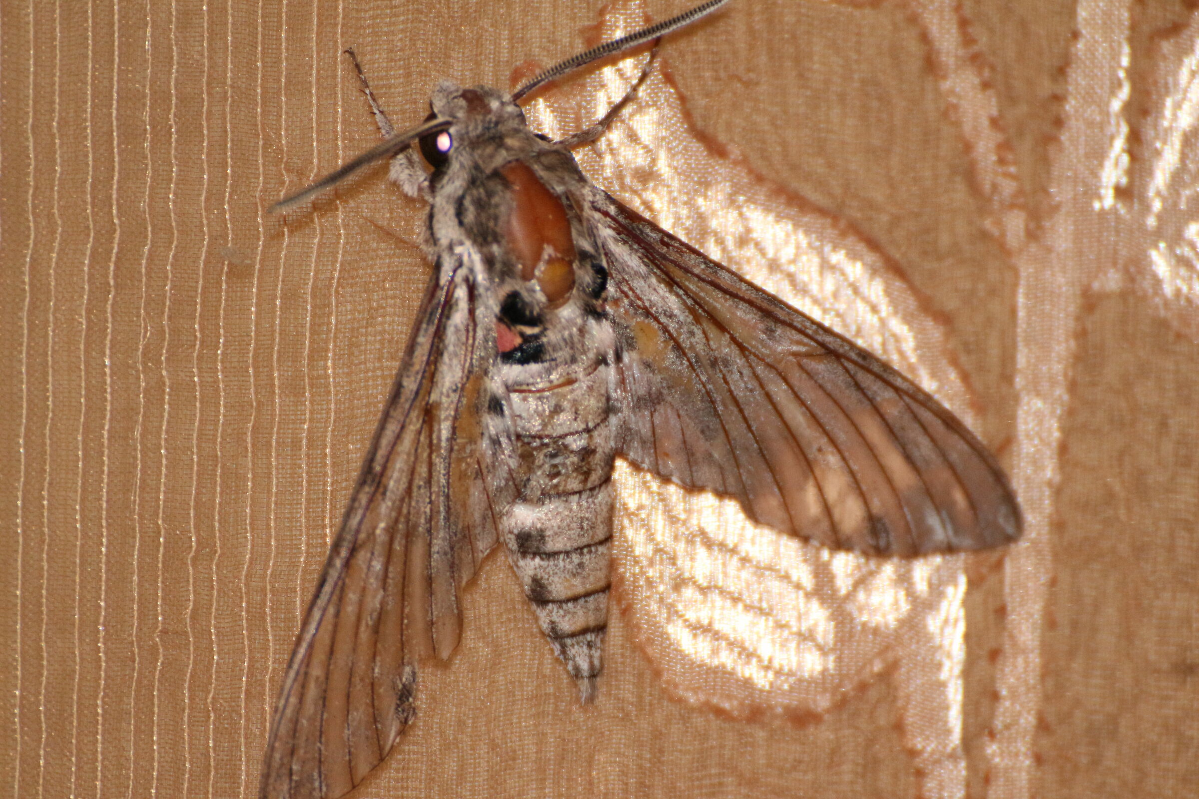 Moth