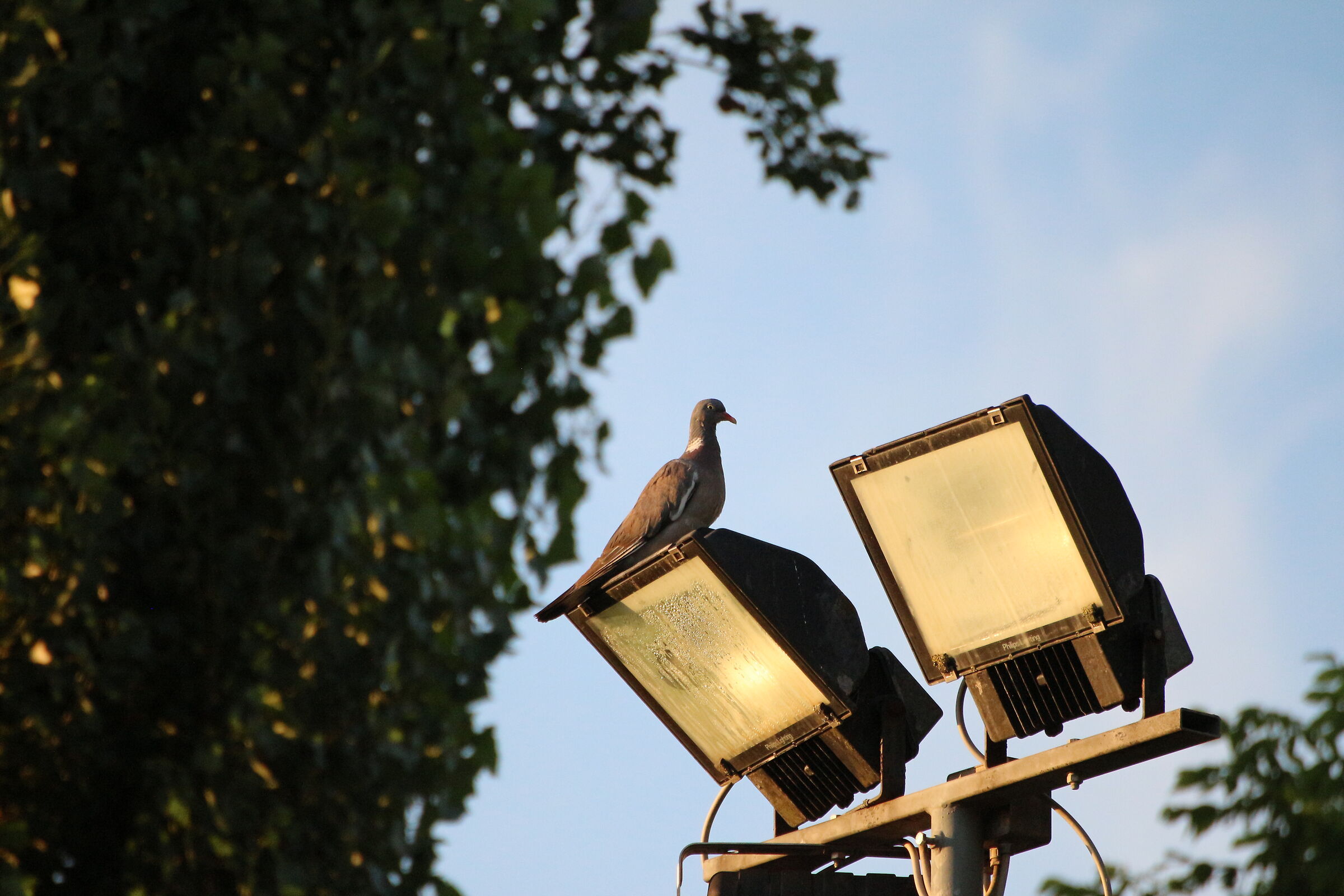 the pigeon on the lighthouse