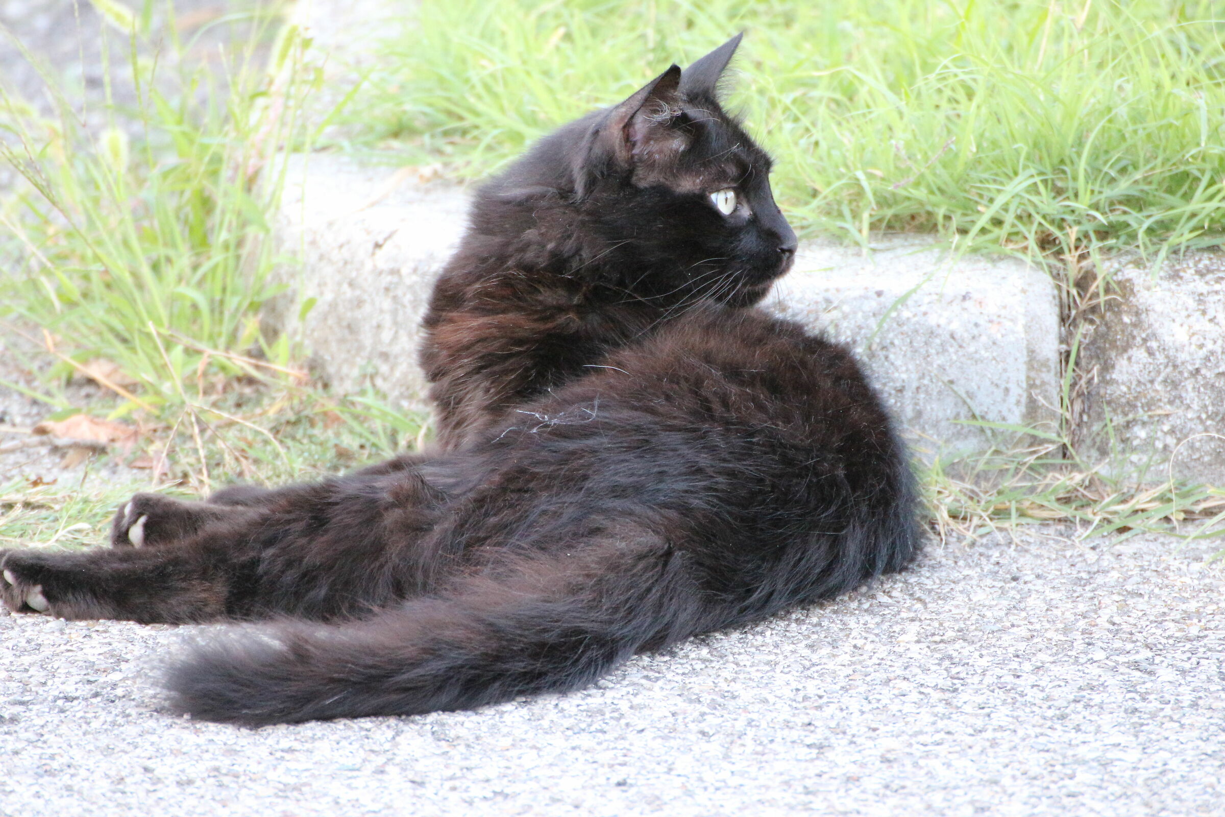 black cat