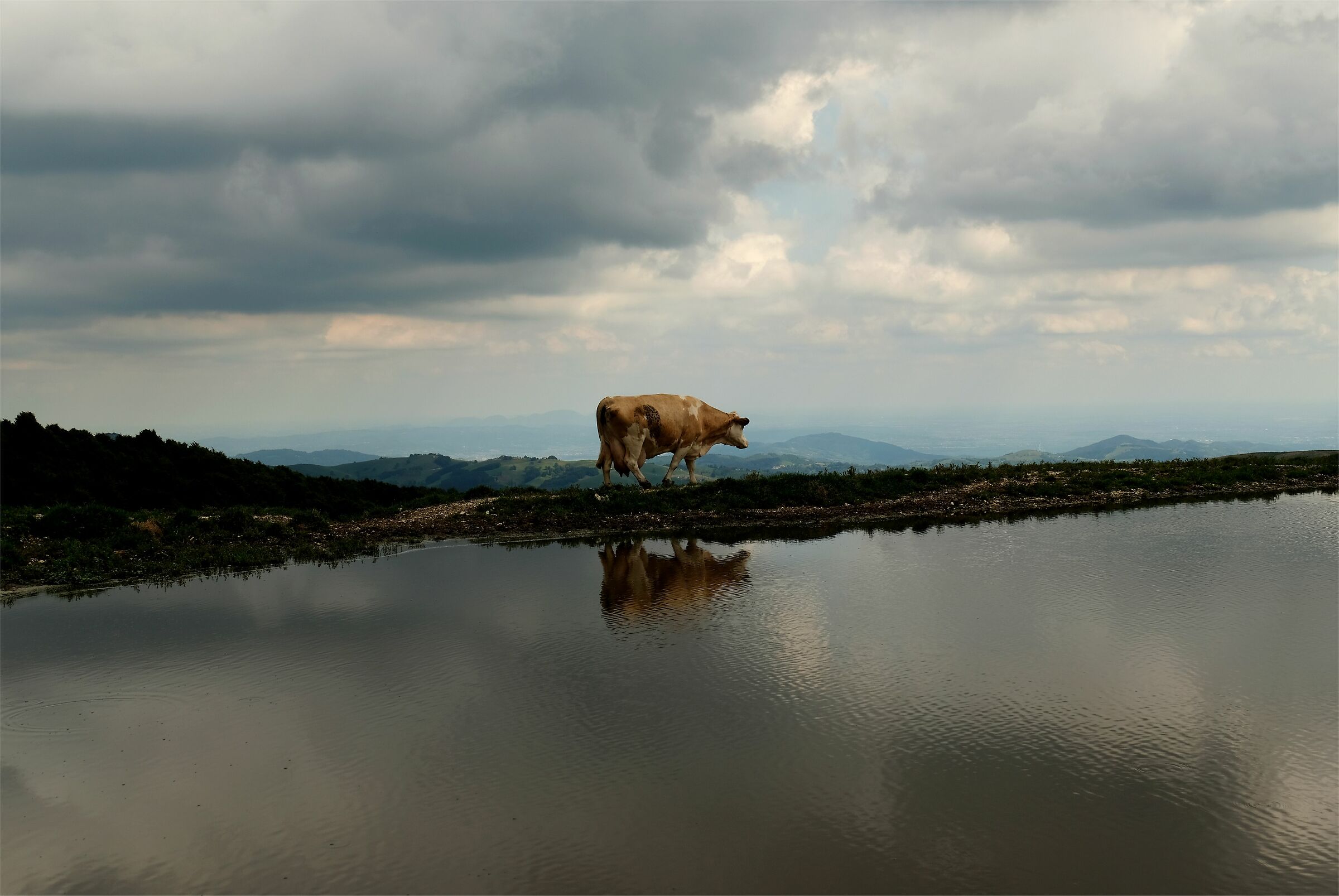 Lonely cow