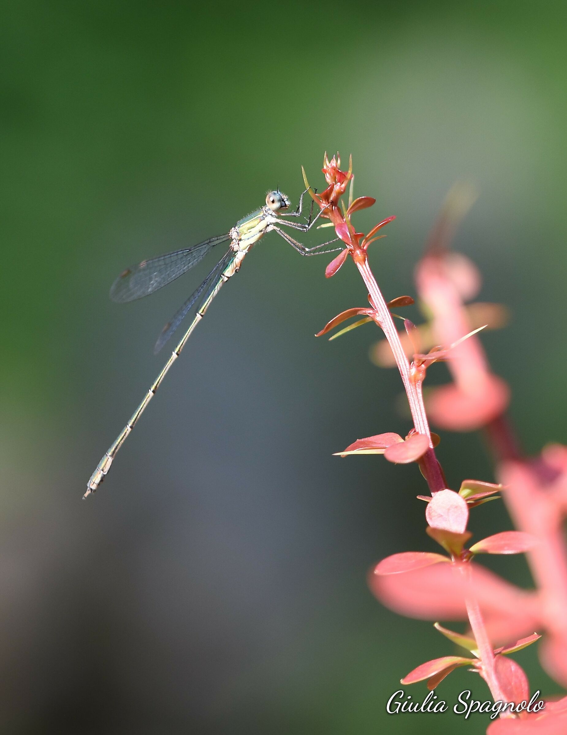 Dragonfly