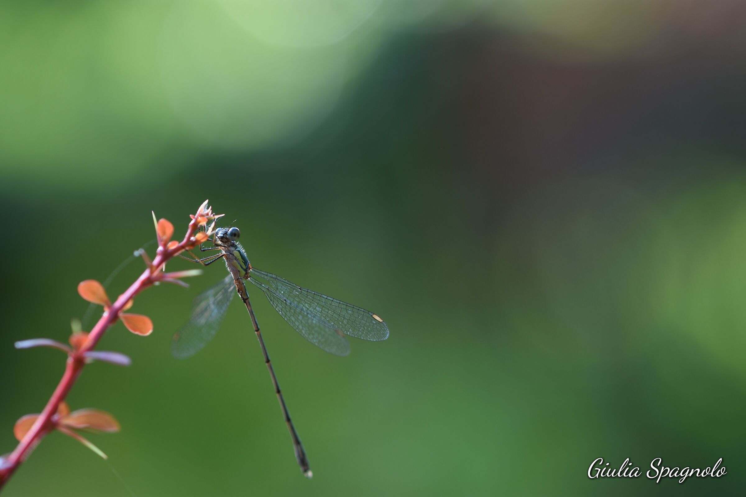 Dragonfly