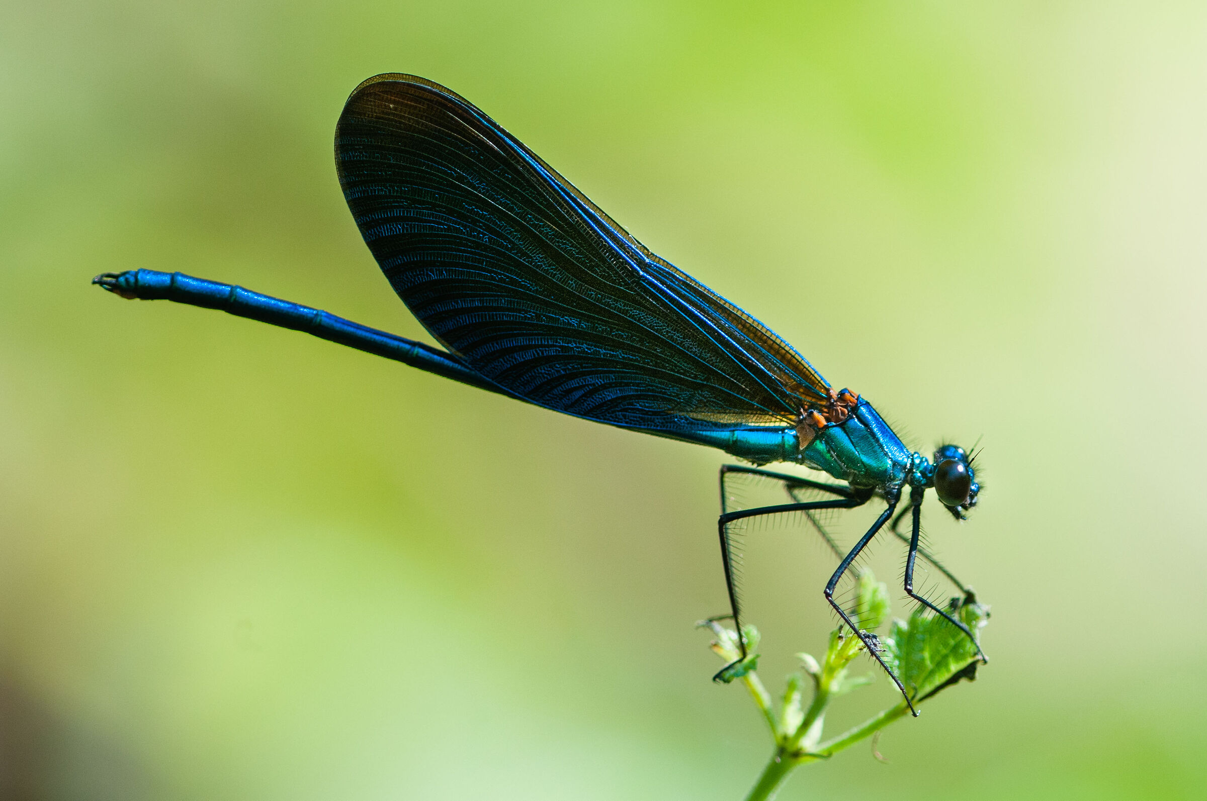 Calopteryx shines