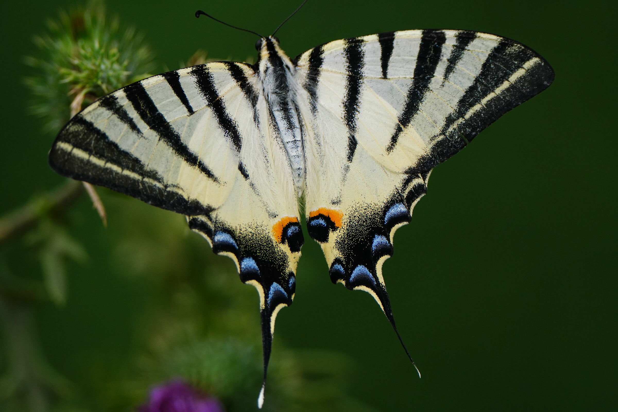 Podalirium with Tele